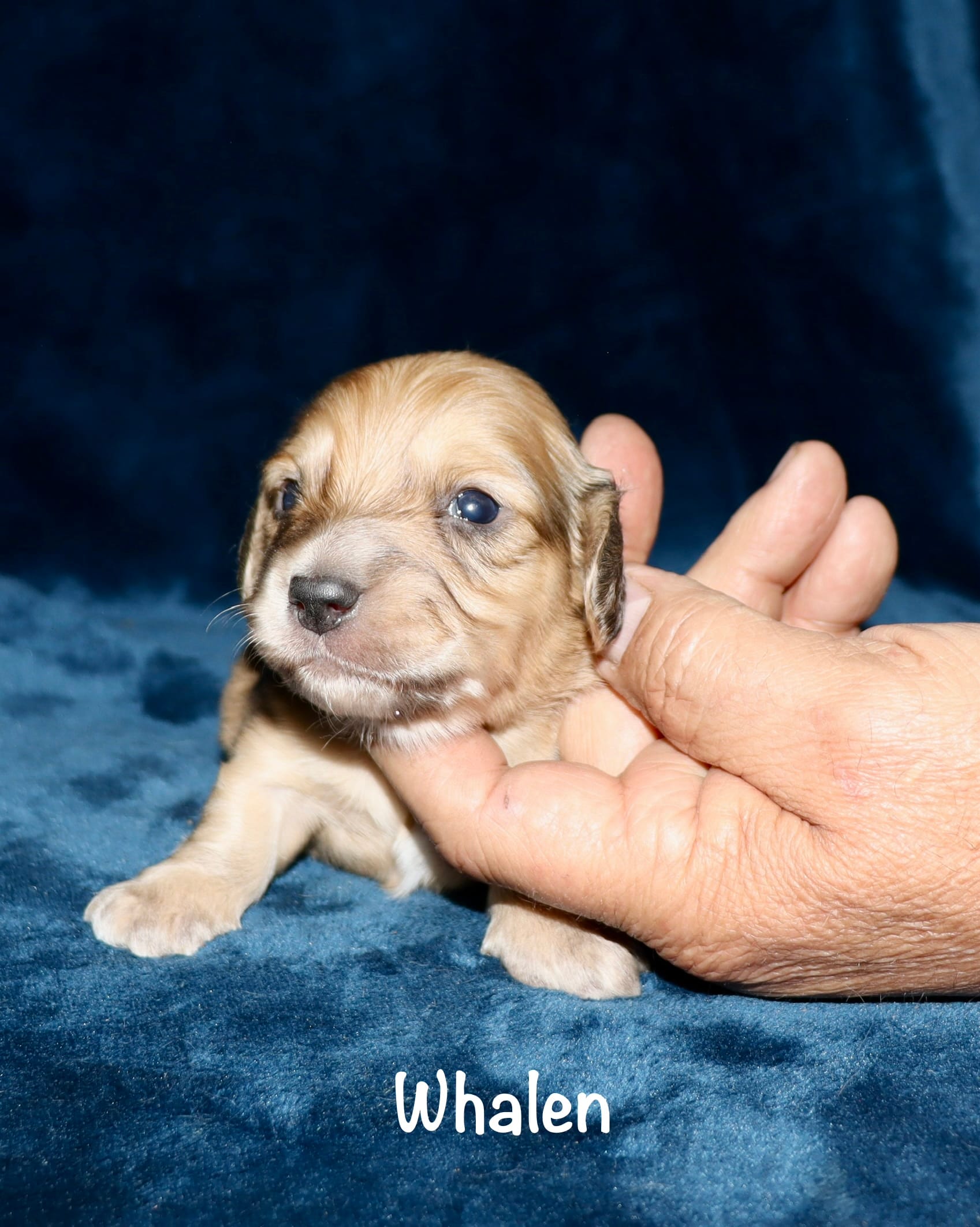 Whalen – Miniature Dachshund puppy for sale in Lovely, KY