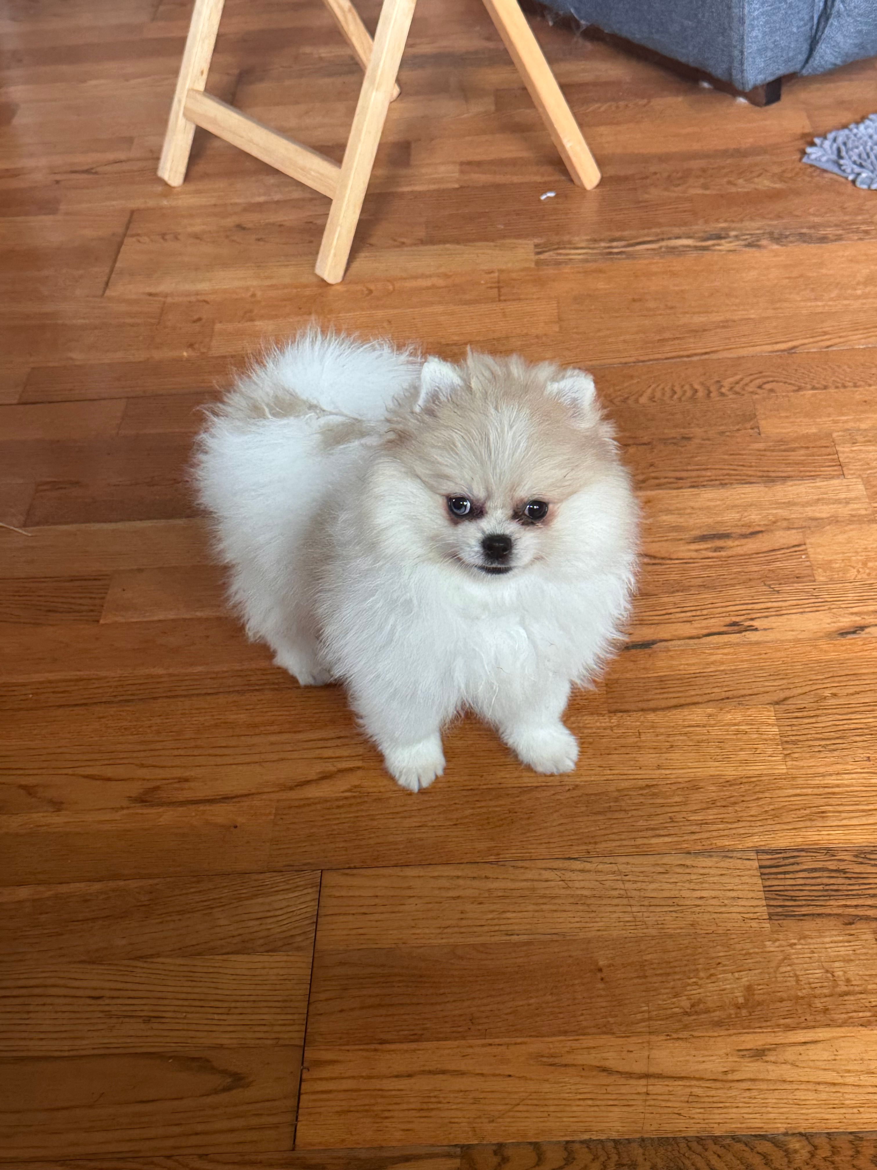 Gala AKC – Pomeranian puppy for sale in Oakland, NE