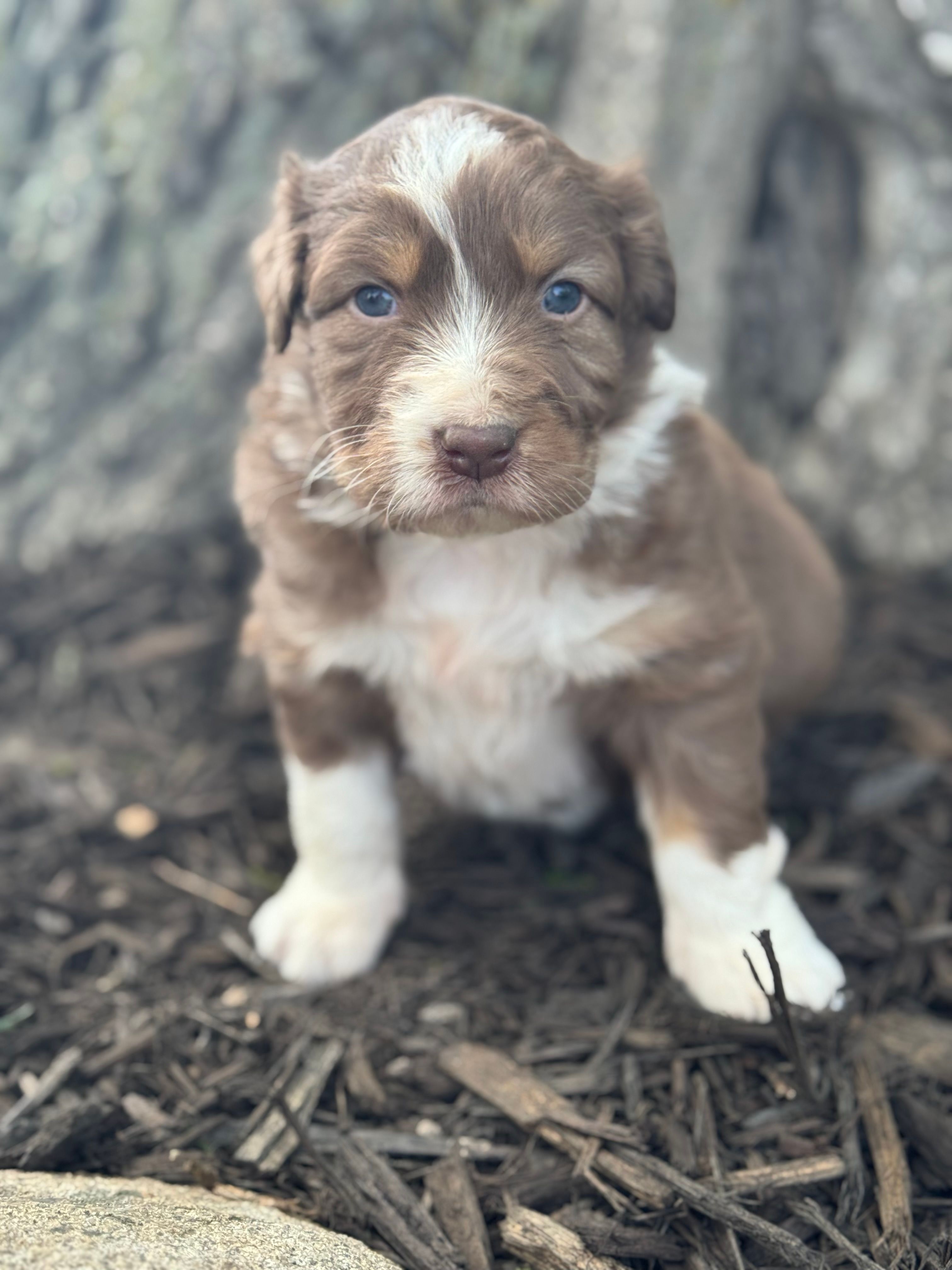 Quasimodo – Australian Shepherd puppy for sale in Independence, IA