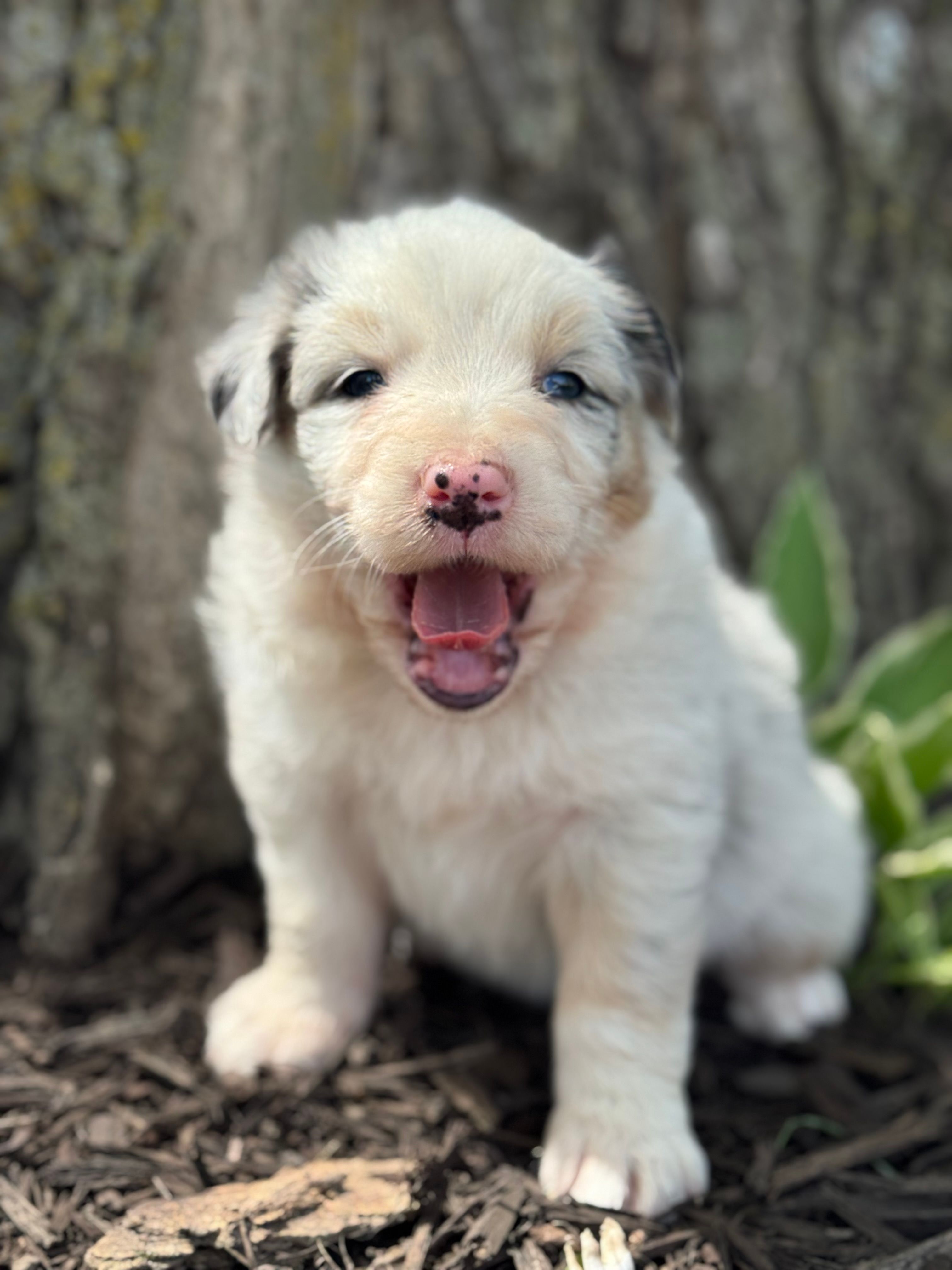 Cinderella – Australian Shepherd puppy for sale in Independence, IA