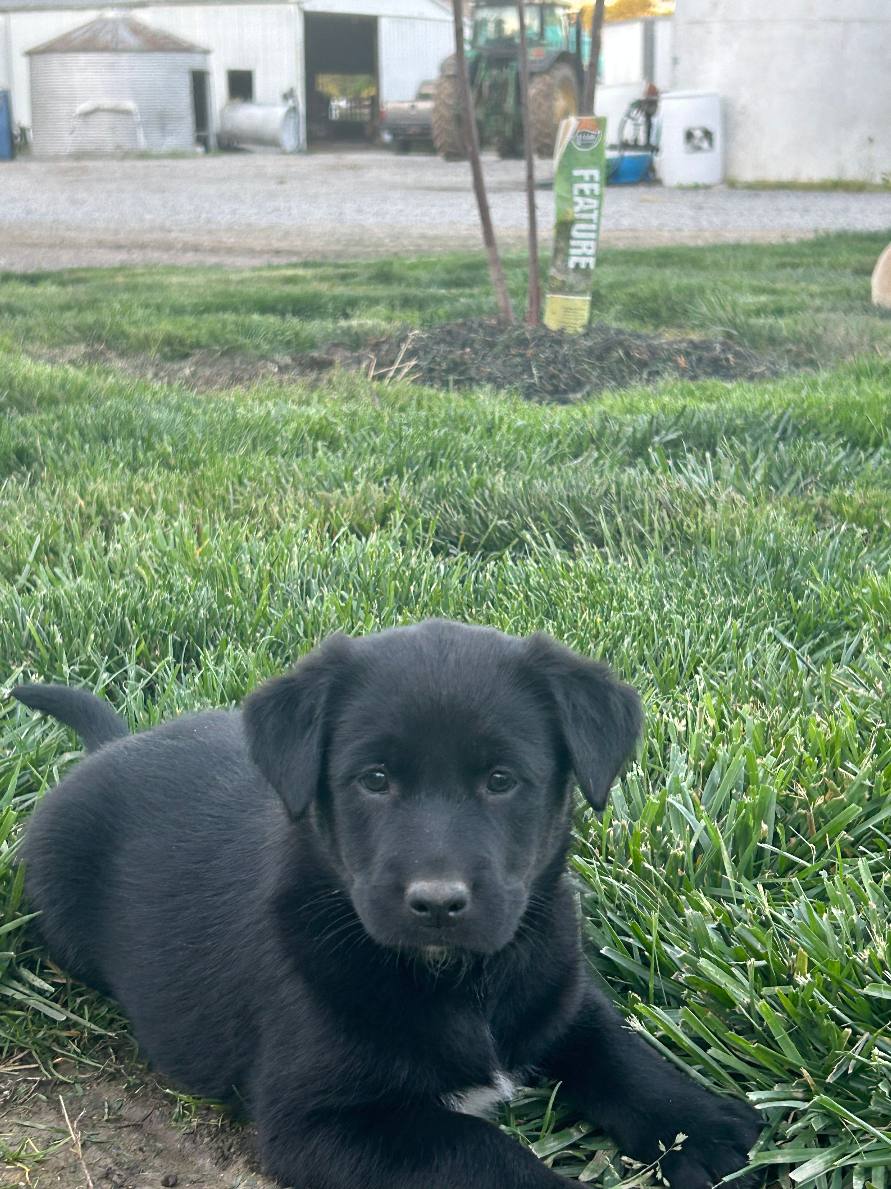 Crissy  – Boxer, Labrador Retriever puppy for sale in Ina, IL