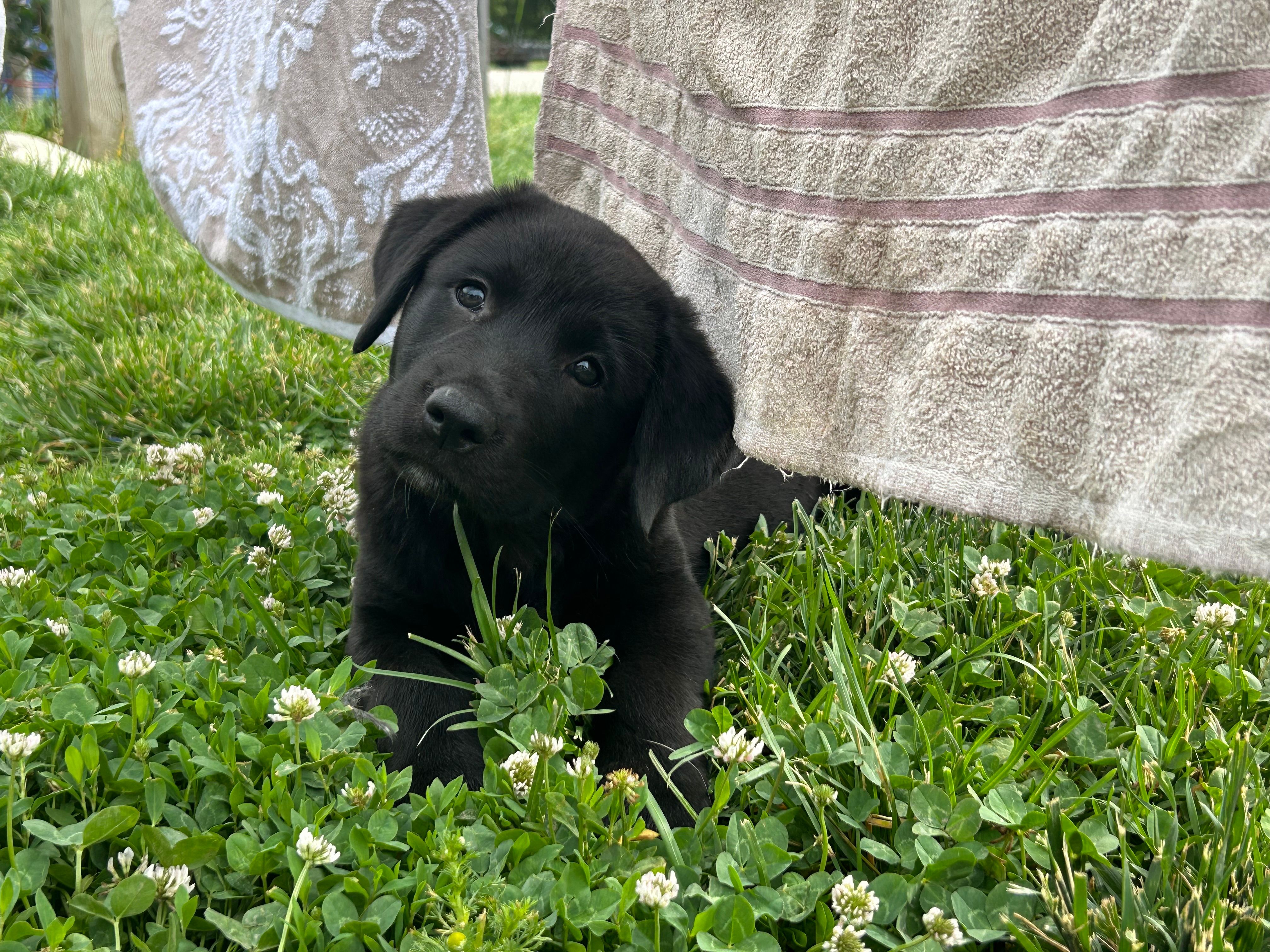 Candace – Boxer, Labrador Retriever puppy for sale in Ina, IL