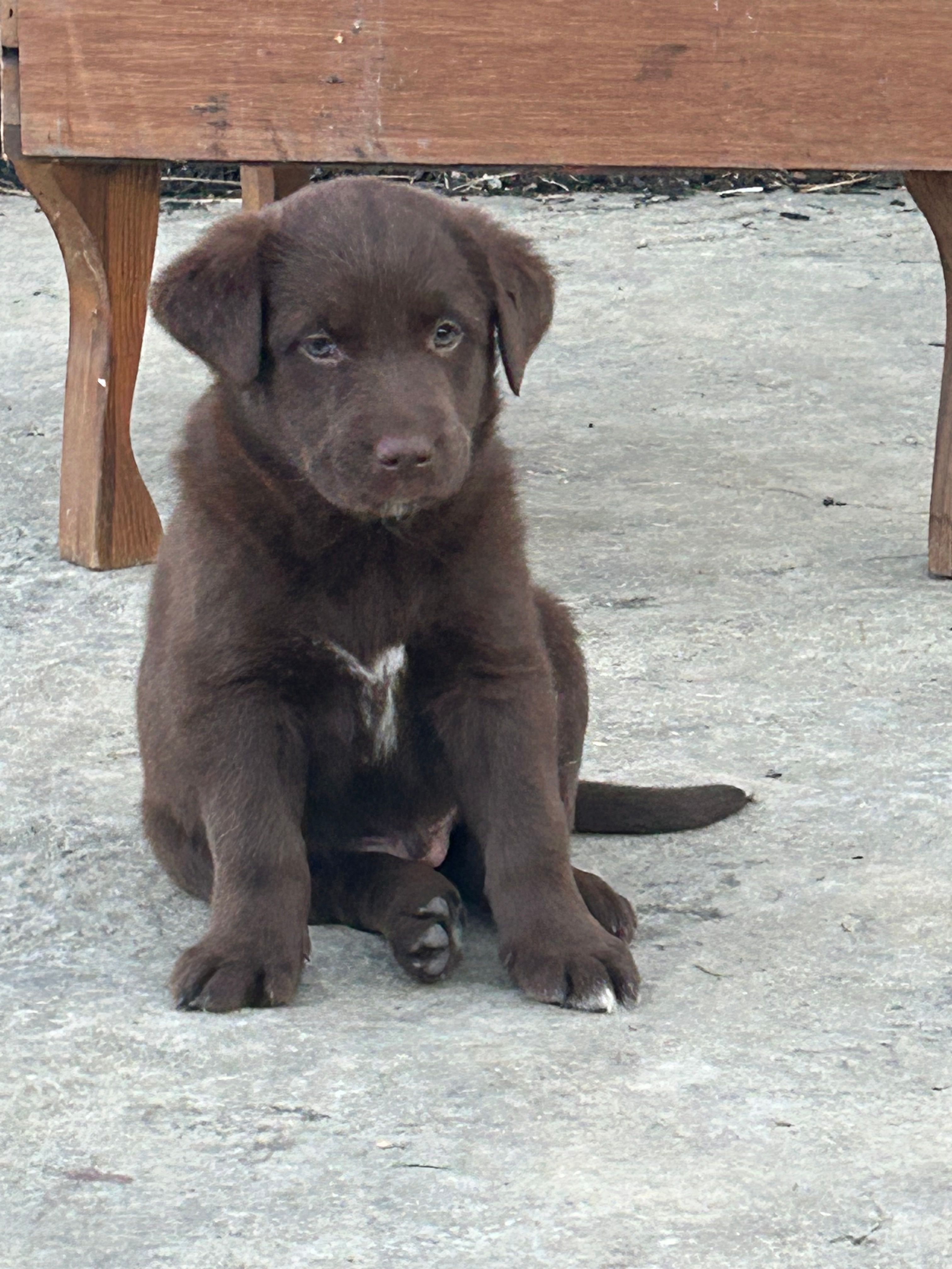 Caleb – Boxer, Labrador Retriever puppy for sale in Ina, IL