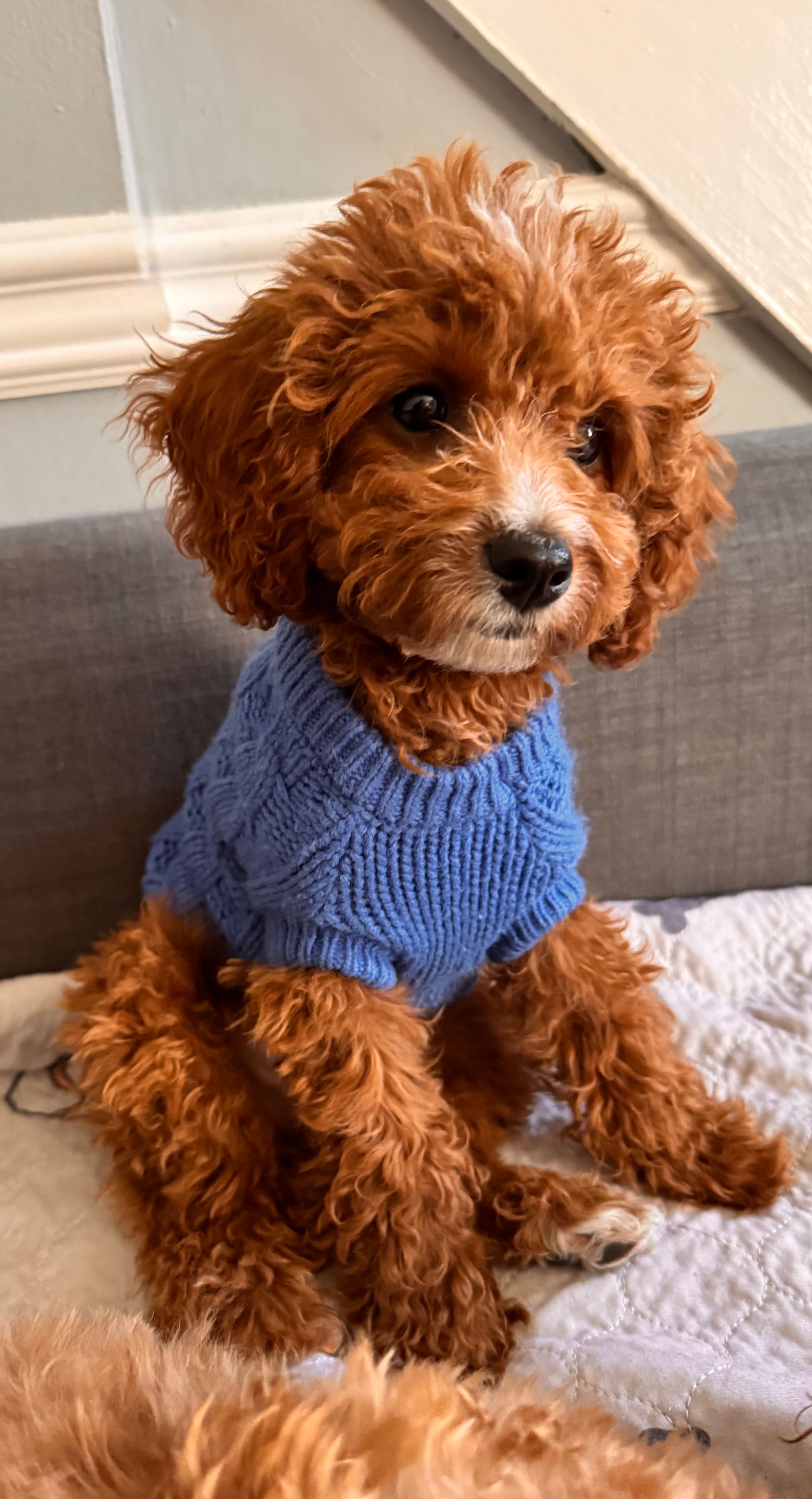 Teddy – Cavapoo puppy for sale in Paramus, NJ