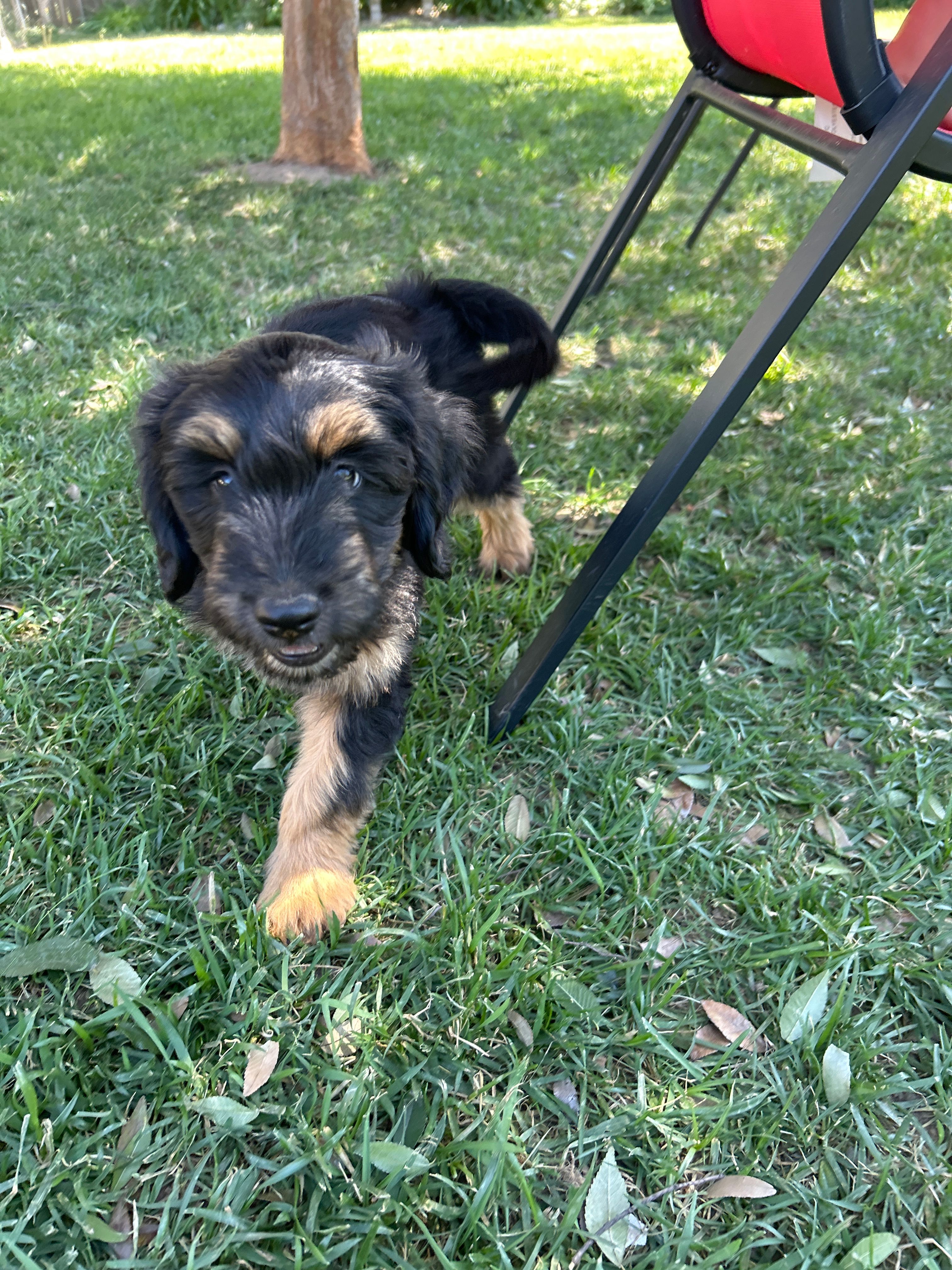 Jackie  – Border Collie, Goldendoodle puppy for sale in Carmichael, CA