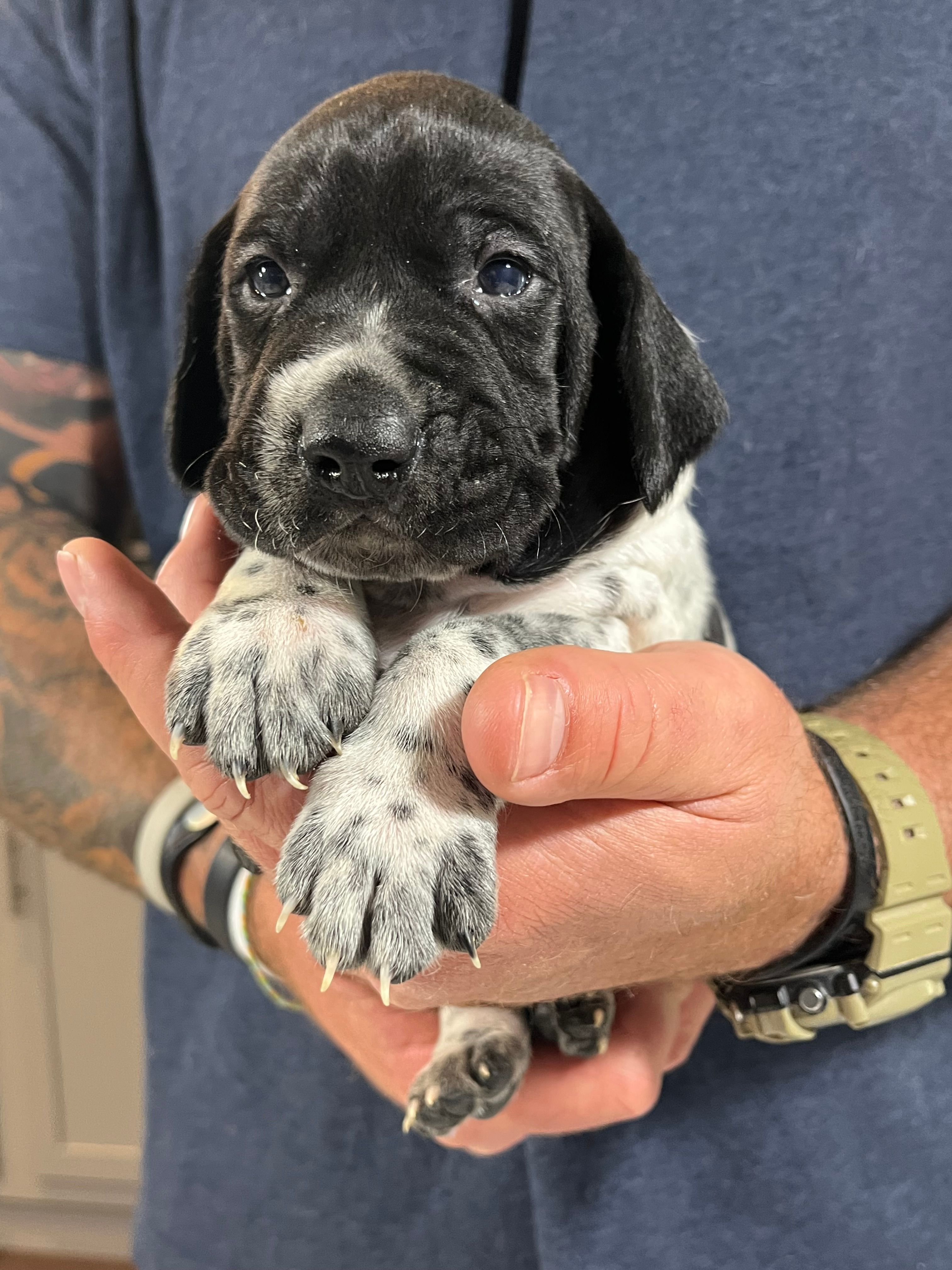 Ash – German Shorthaired Pointer puppy for sale in Seneca, KS