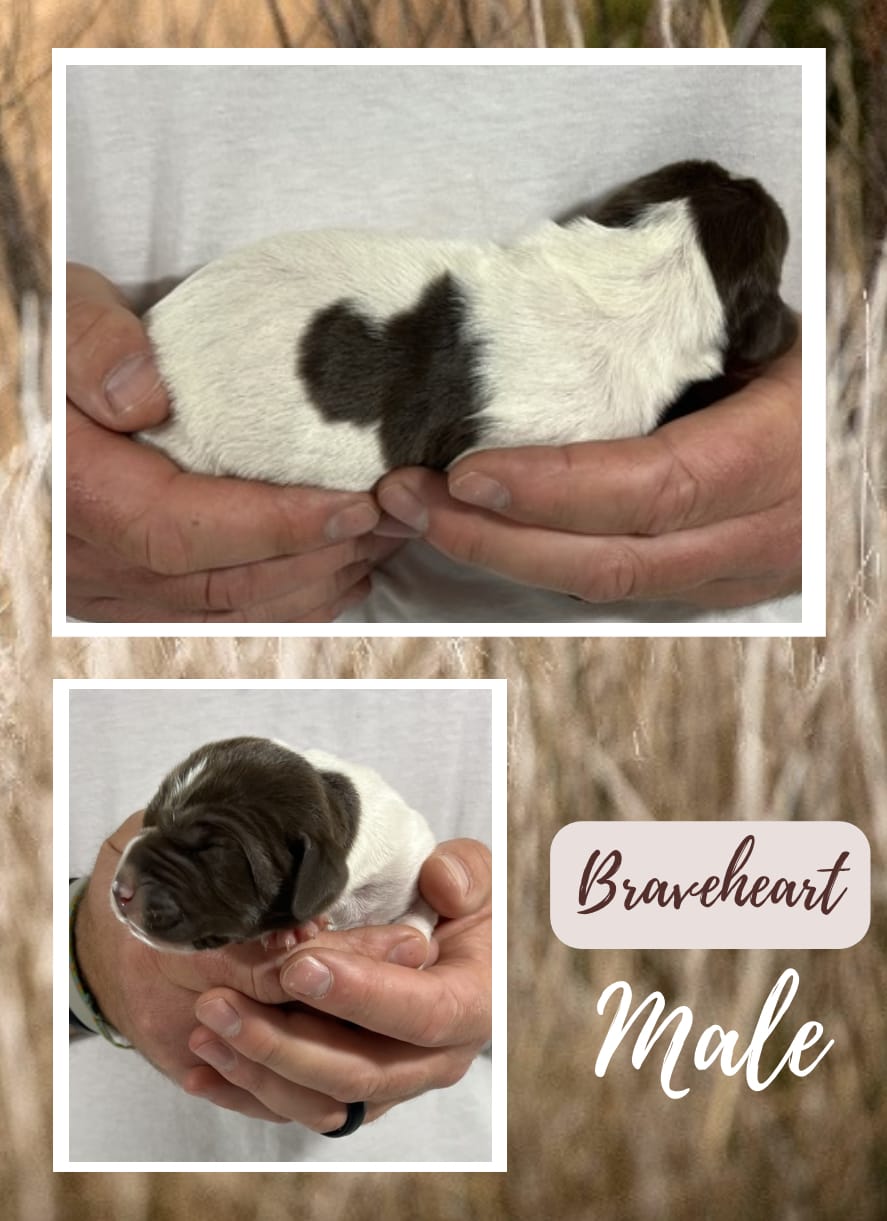  Braveheart – German Shorthaired Pointer puppy for sale in Seneca, KS