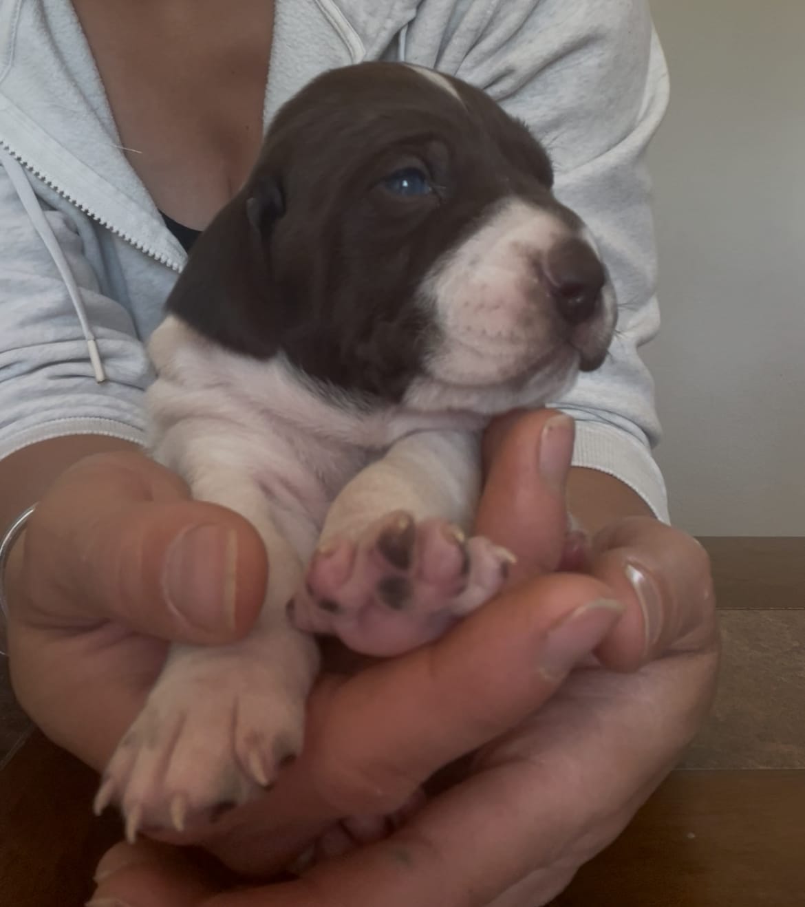  Braveheart – German Shorthaired Pointer puppy for sale in Seneca, KS