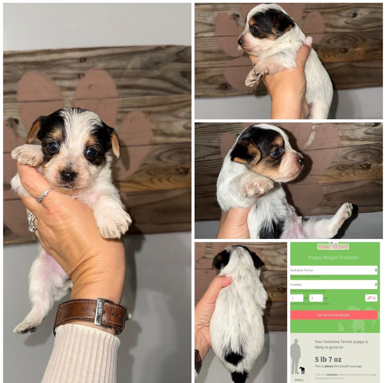 Charlie 2 Dot  – Yorkshire Terrier puppy for sale in Cleveland, TN
