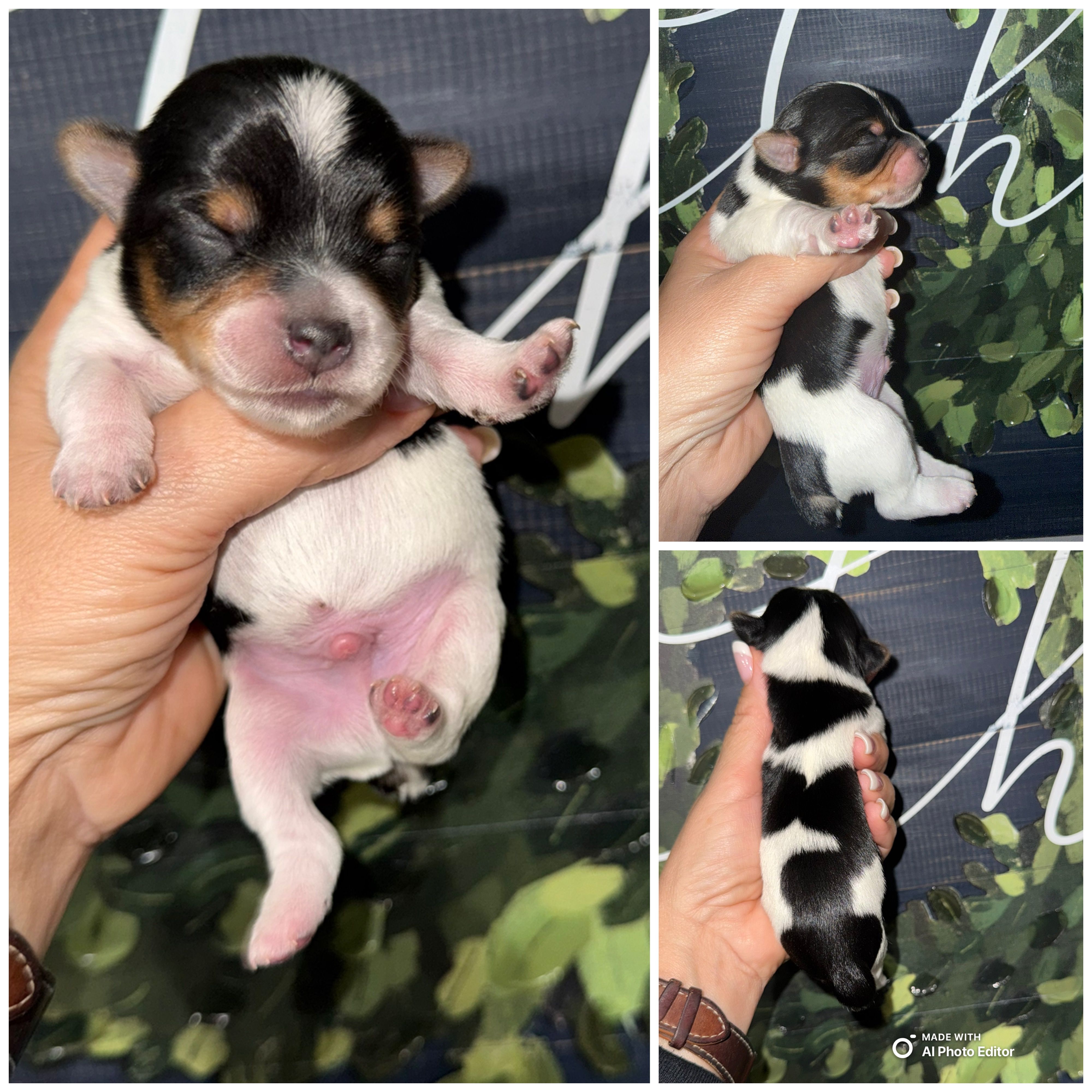 Rocky  – Yorkshire Terrier puppy for sale in Cleveland, TN