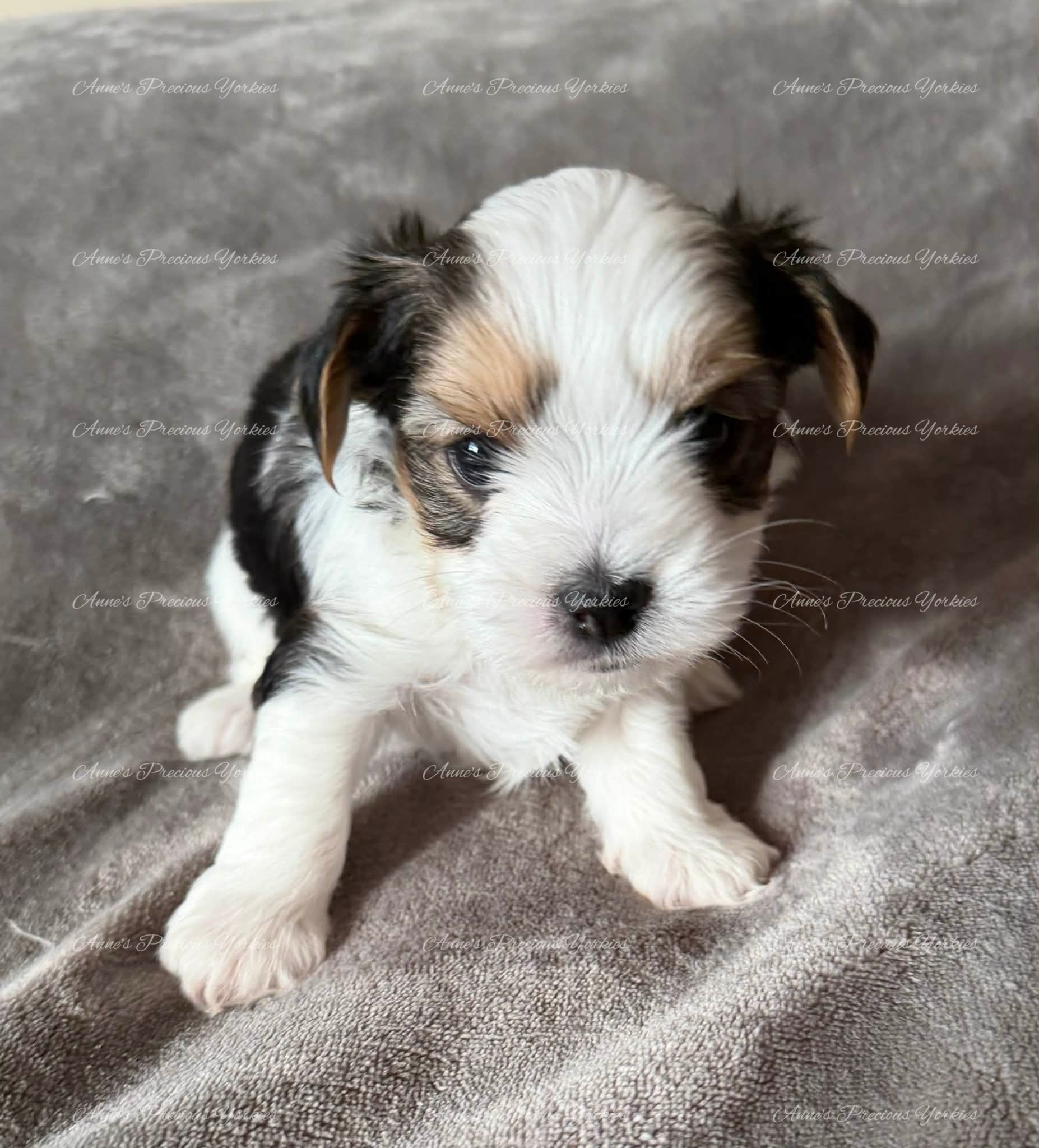 Ethan – Yorkshire Terrier puppy for sale in Newport, NH