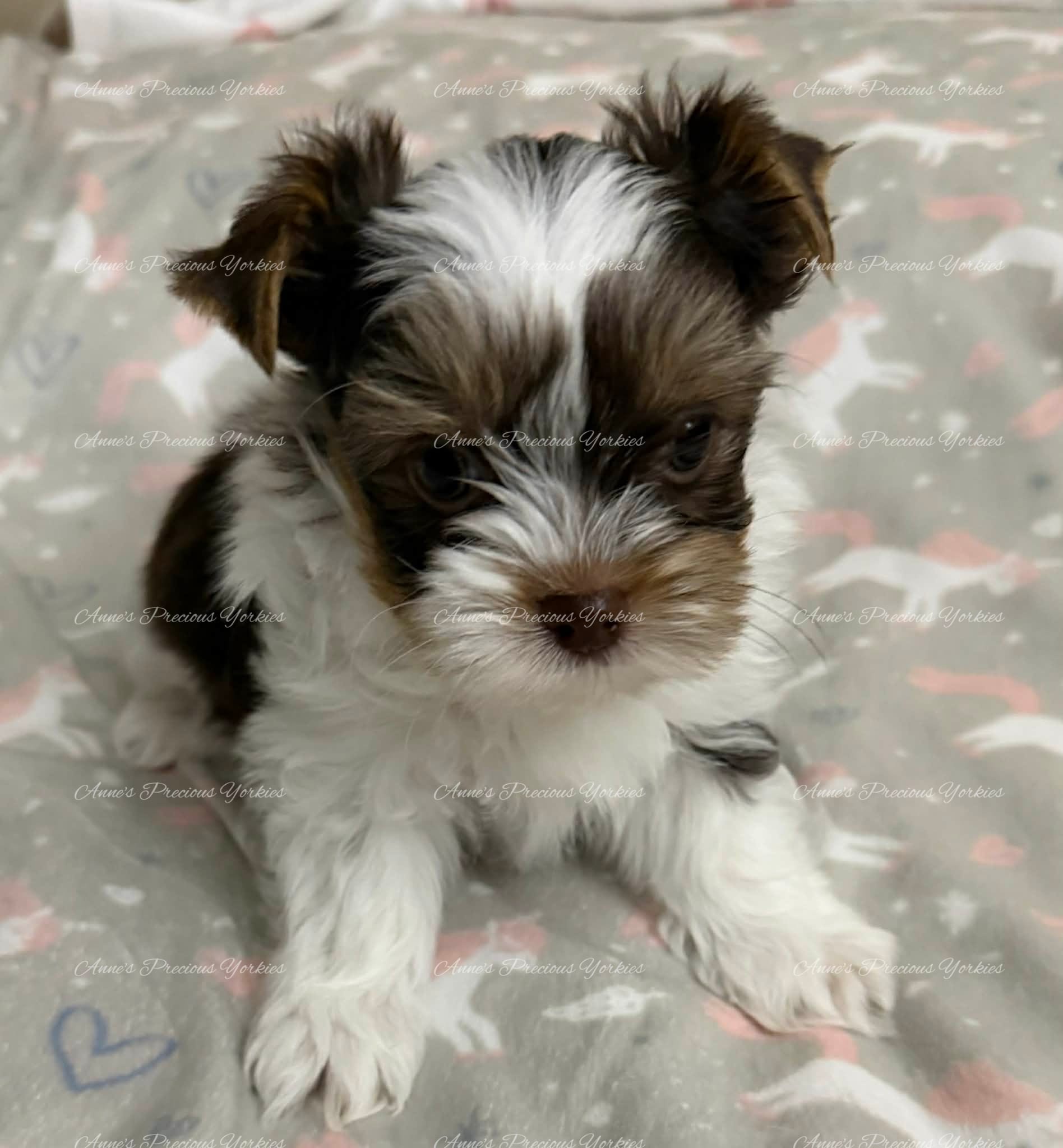 Eddie – Yorkshire Terrier puppy for sale in Newport, NH