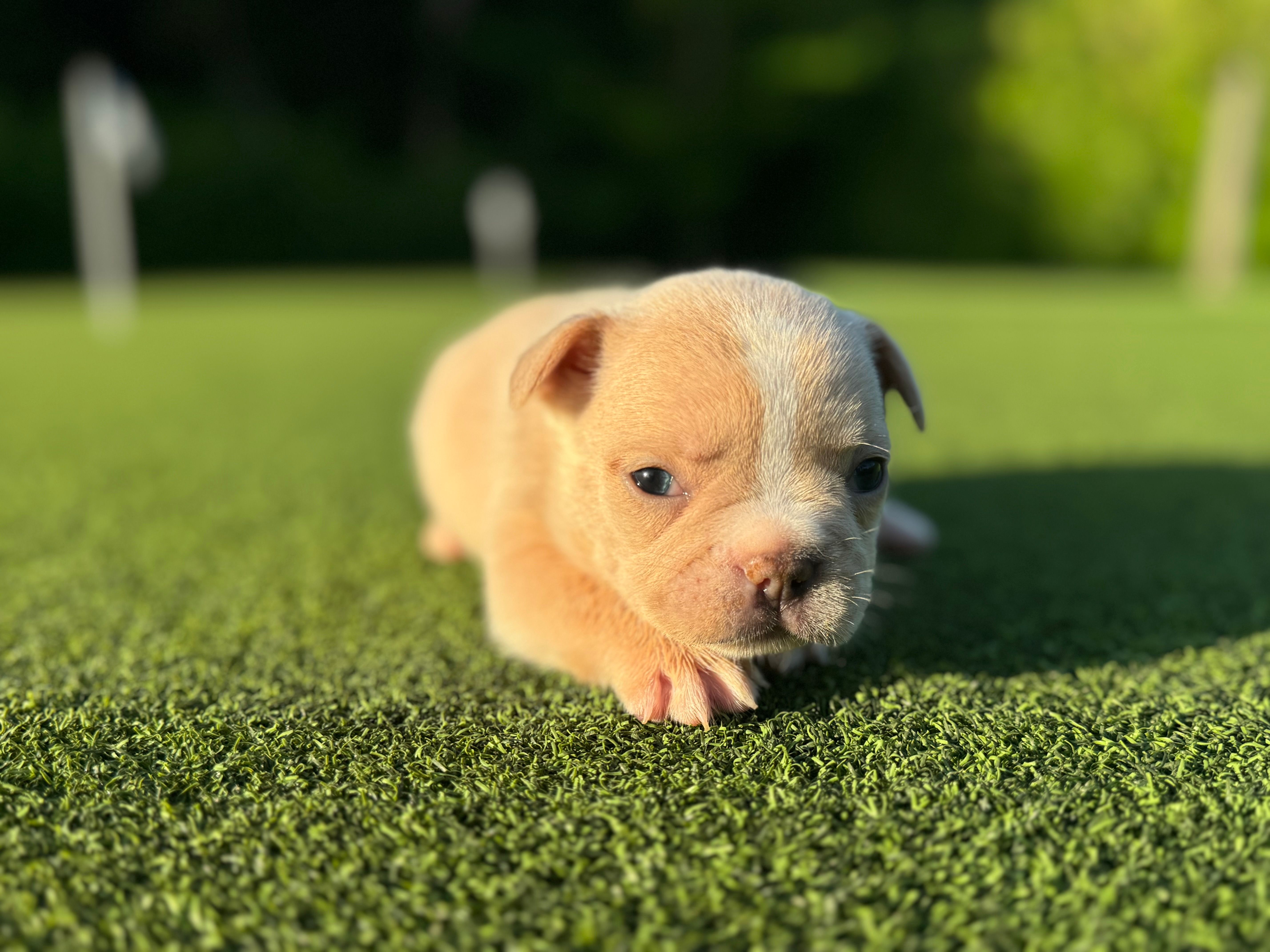 Gracie – French Bulldog puppy for sale in West Palm Beach, FL
