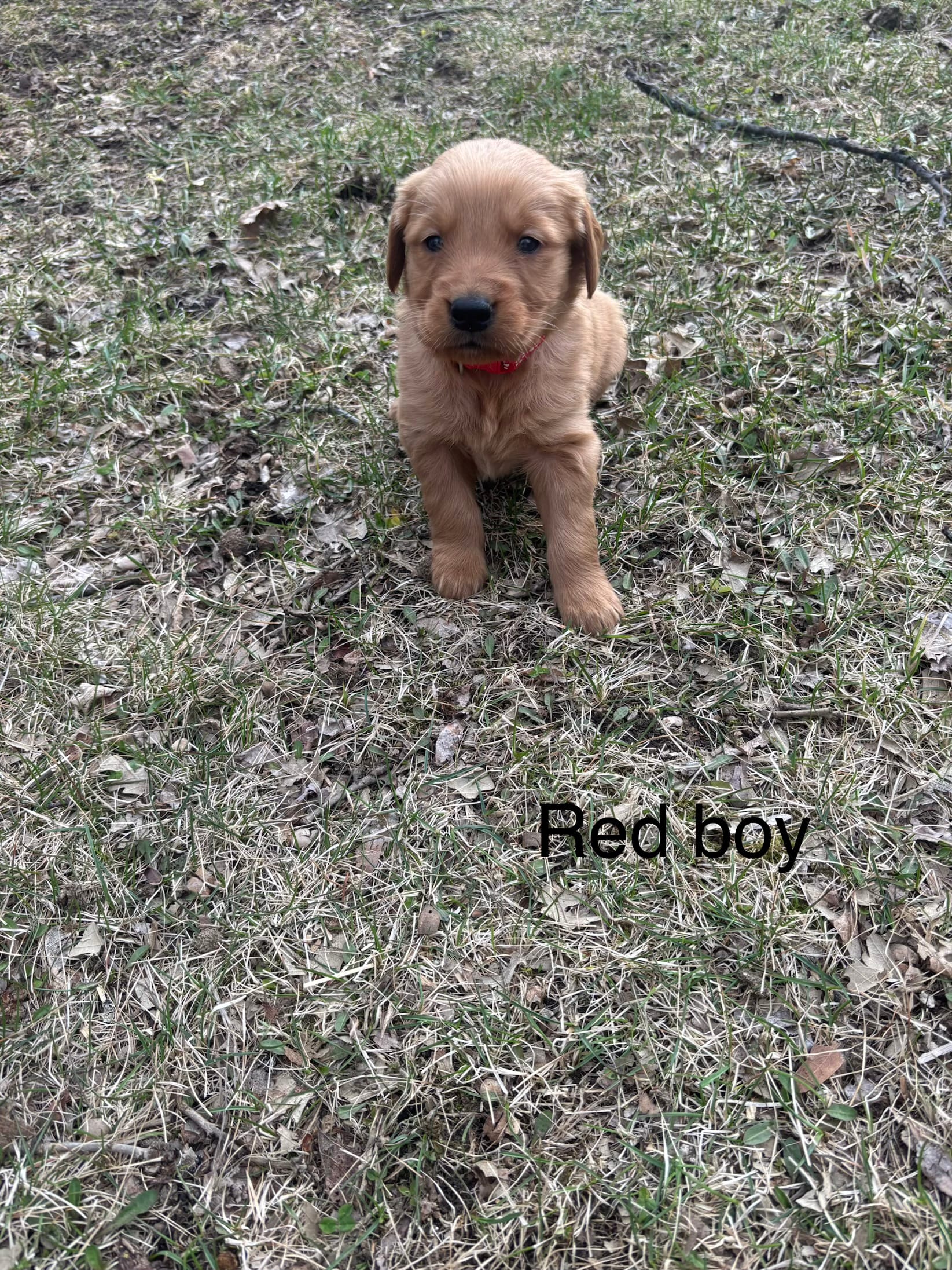 Red Boy – Golden Retriever puppy for sale in Pine City, MN