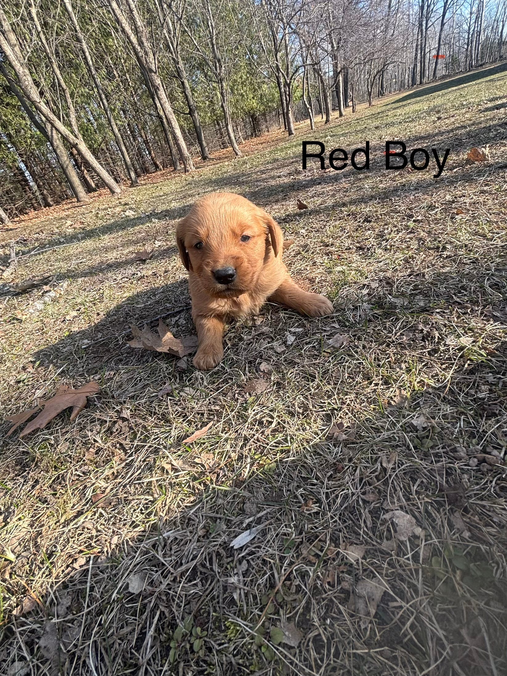 Red Boy – Golden Retriever puppy for sale in Pine City, MN