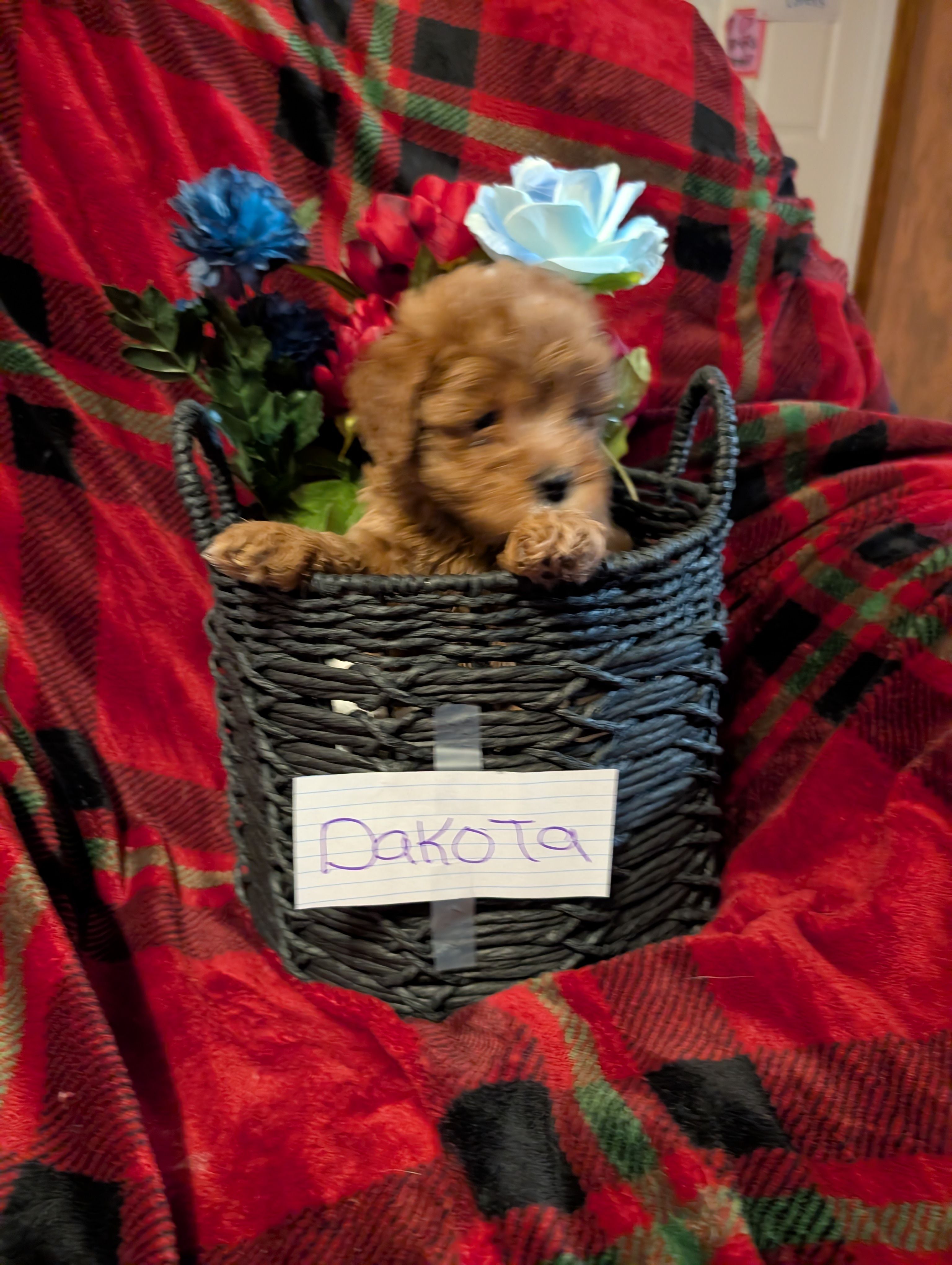 Dakota  – Goldendoodle puppy for sale in Muskegon, MI