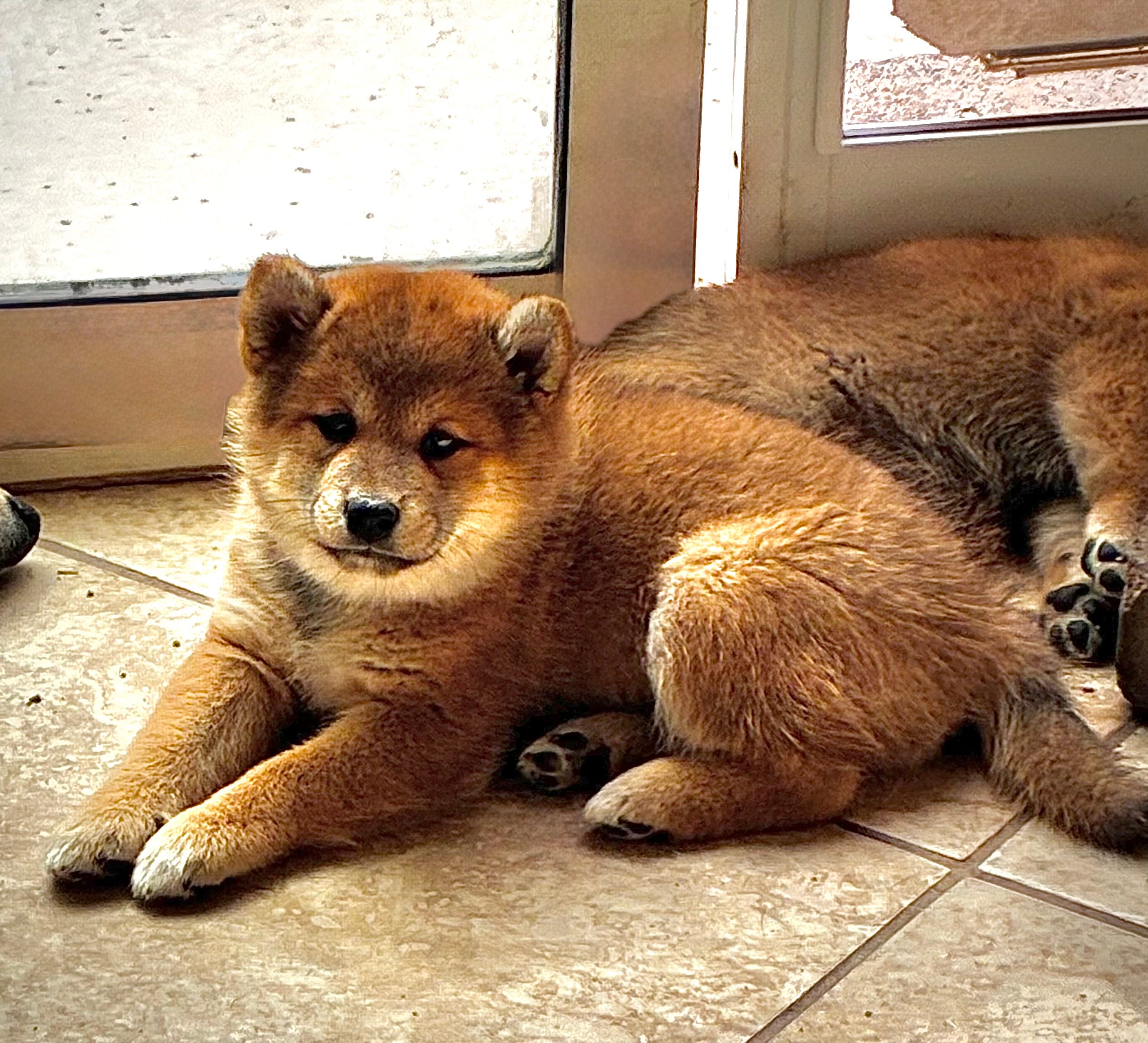 Yumi  – Shiba Inu puppy for sale in Gilbert, AZ