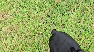 Char Cole, a male French Bulldog for sale in Houston, TX – 2 of 5