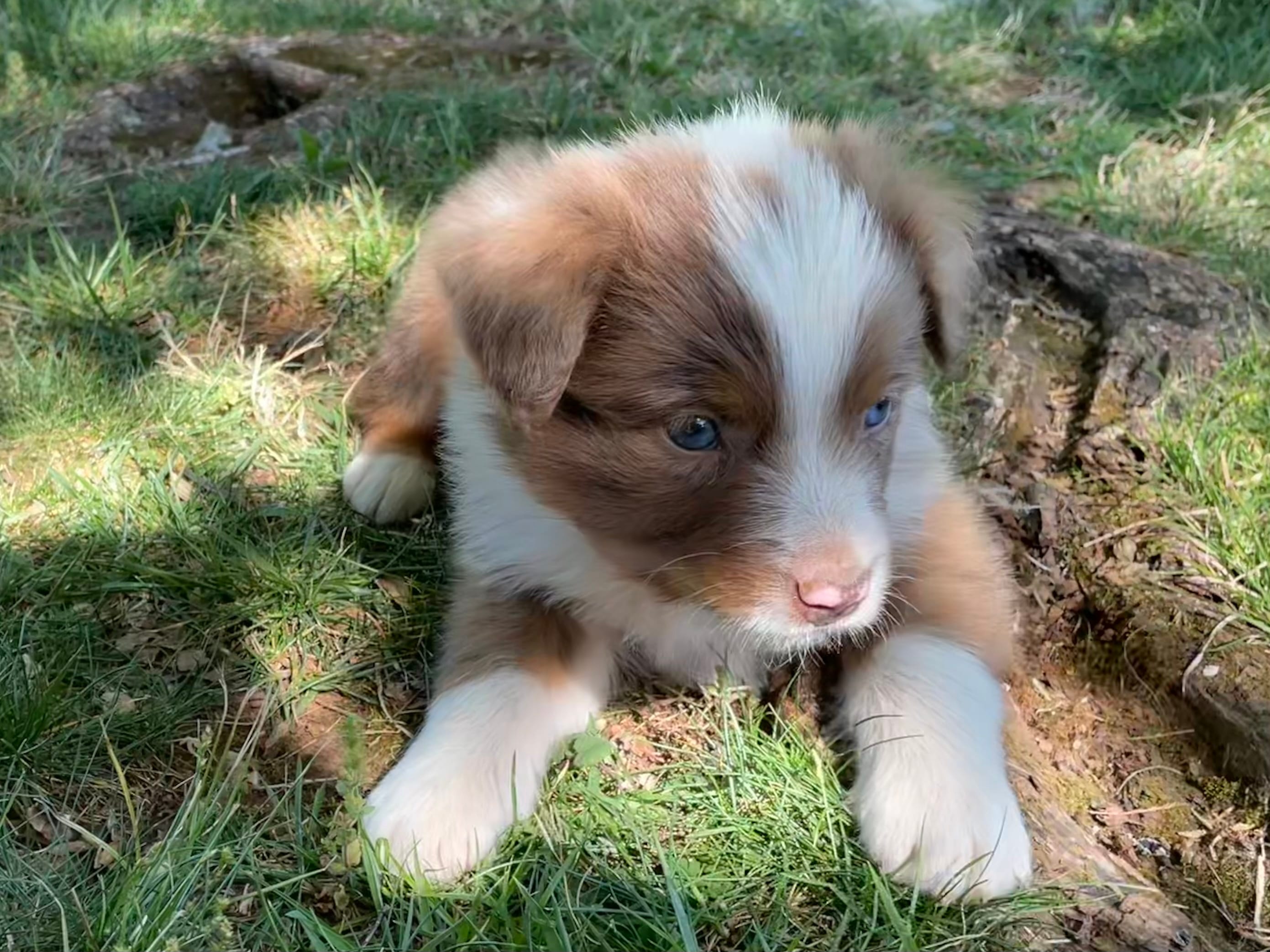 Ollie – Australian Shepherd puppy for sale in Sparta, TN