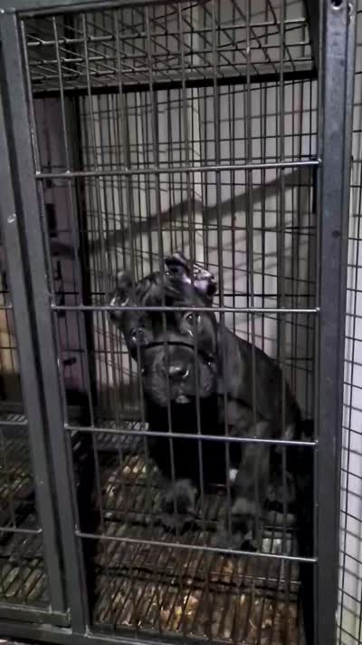 Wolfsbane, a male Perro de Presa Canario for sale in Townsend, DE – 2 of 3