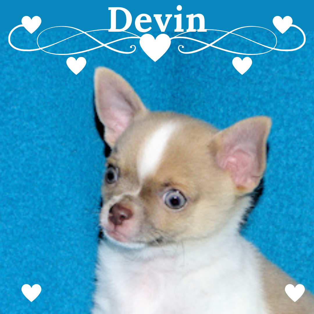 Devin- AKC smoothcoat Male – Chihuahua puppy for sale in Abingdon, VA