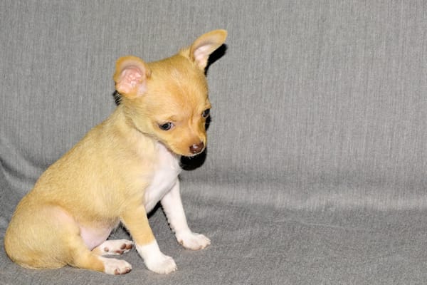 Willow-AKC Smoothcoat Female – Chihuahua puppy for sale in Abingdon, VA