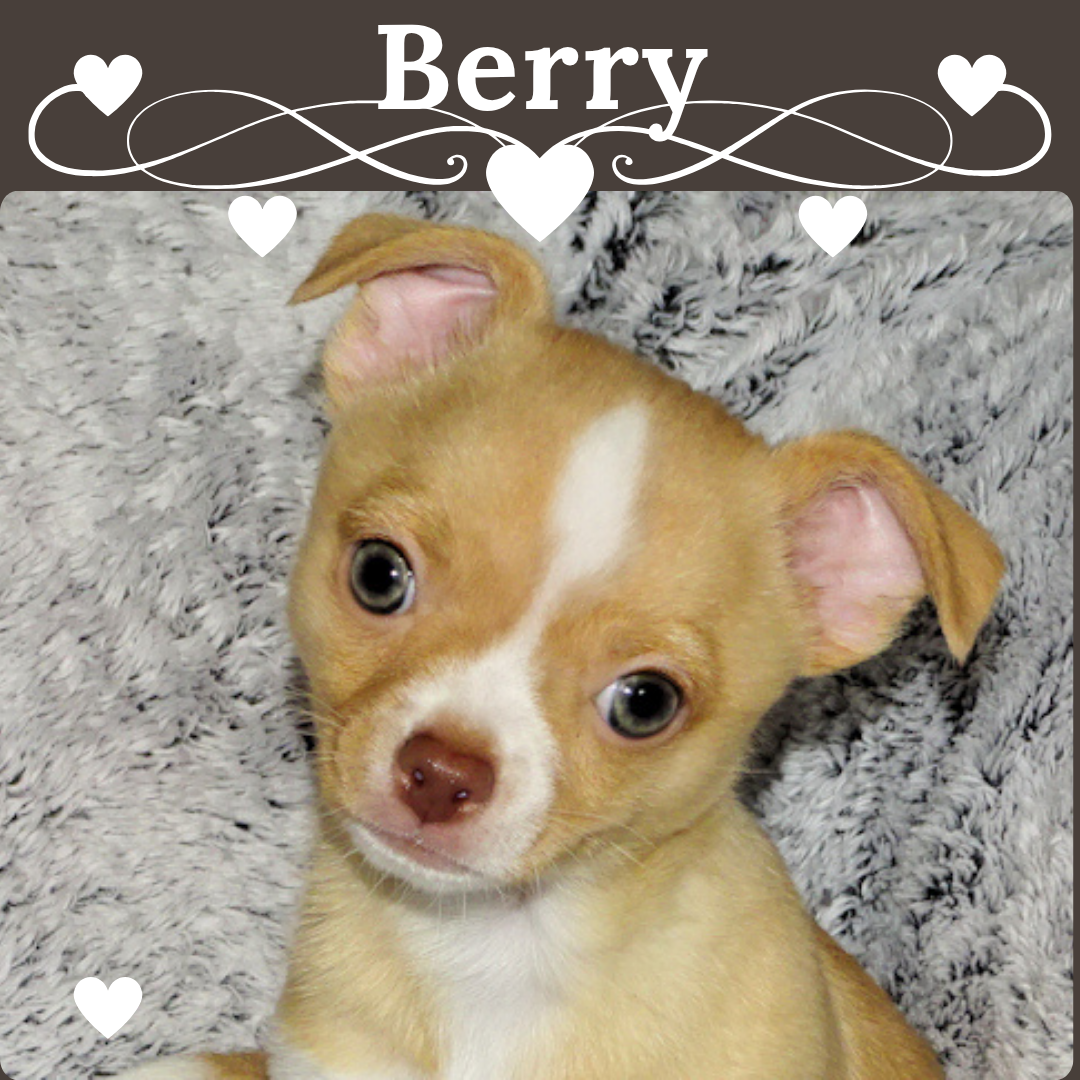Berry-AKC Smoothcoat M – Chihuahua puppy for sale in Abingdon, VA