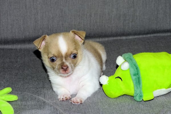 Devin- AKC Male – Chihuahua puppy for sale in Abingdon, VA