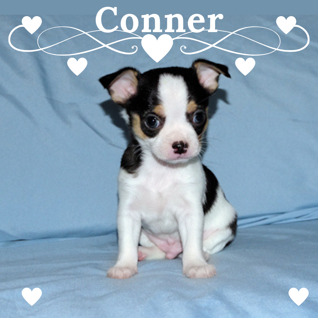 Connor- AKC smoothcoat