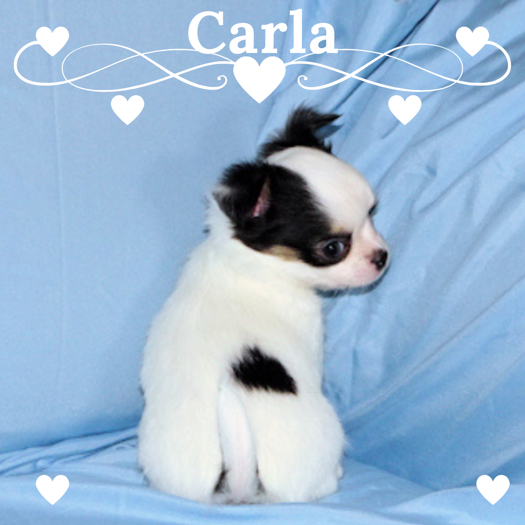 Carla-AKC Longcoat