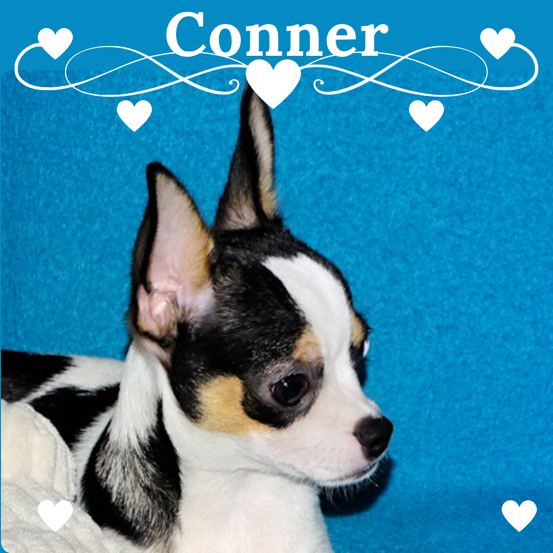 Connor- AKC smoothcoat – Chihuahua puppy for sale in Abingdon, VA