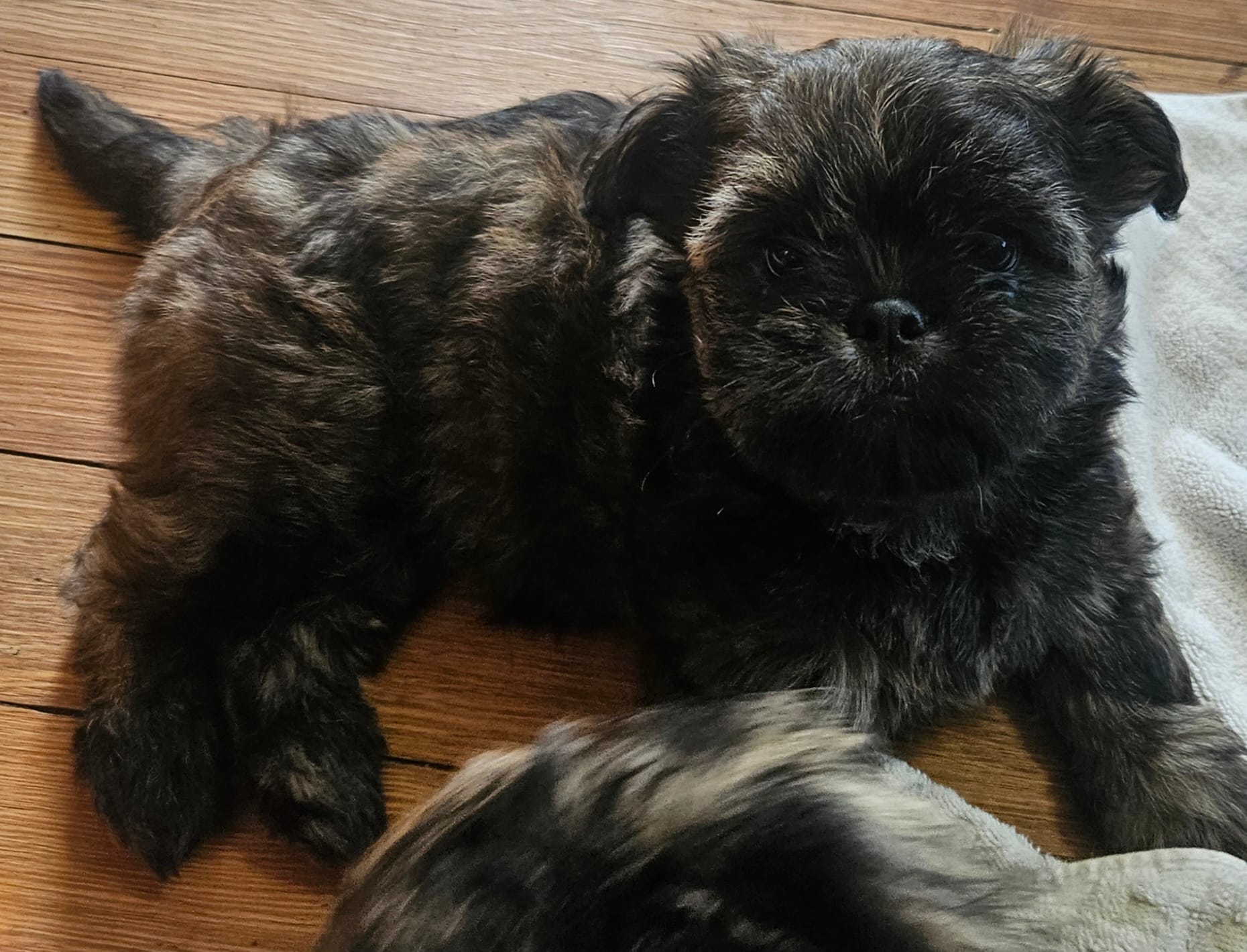 Daffodil – Yorkshire Terrier, Brussels Griffon puppy for sale in Waco, NE