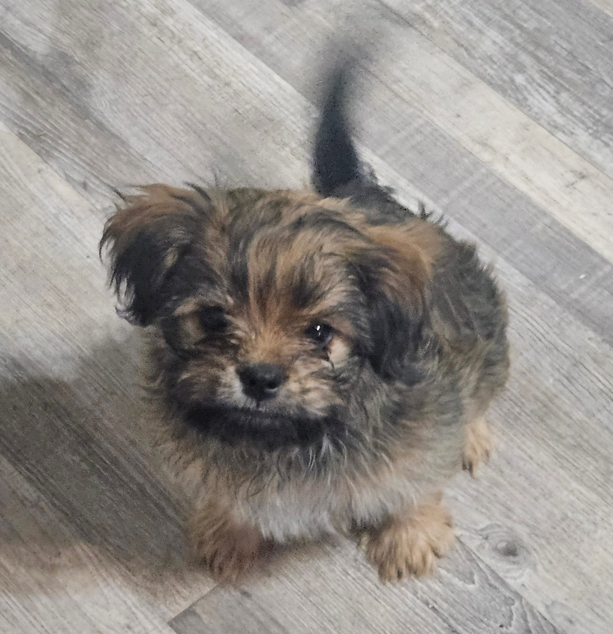 Valentino – Yorkshire Terrier, Brussels Griffon puppy for sale in Waco, NE