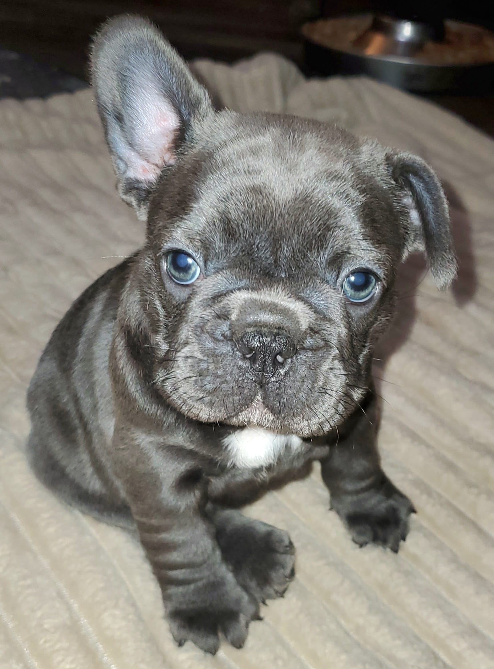 Bella – French Bulldog puppy for sale in De Witt, AR