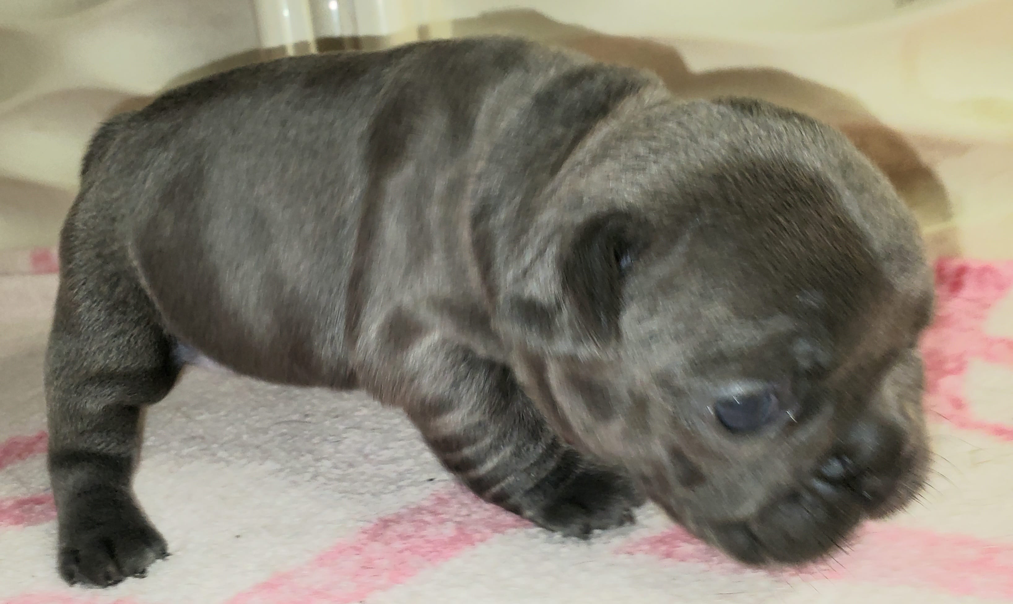 Bella – French Bulldog puppy for sale in De Witt, AR