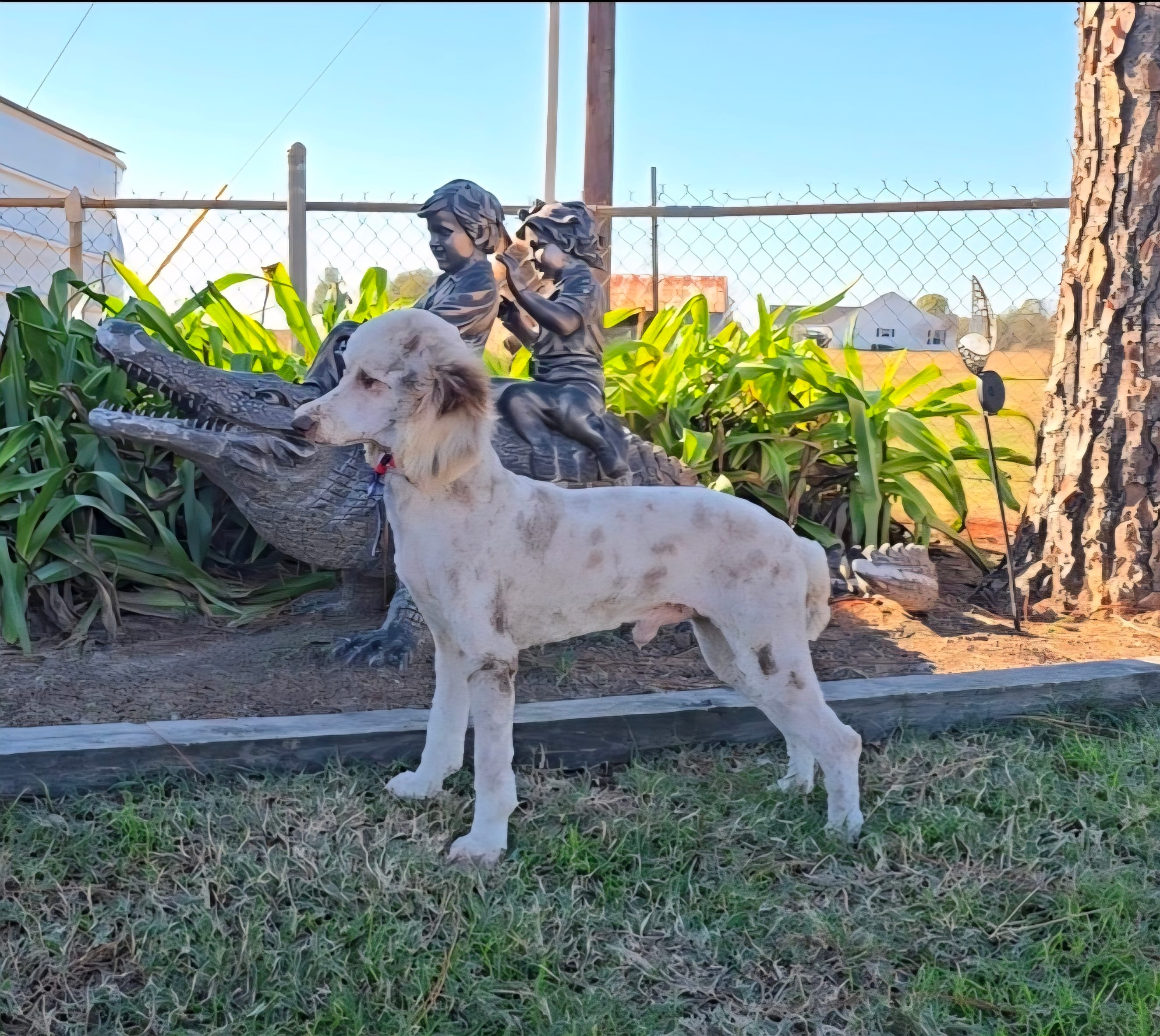 Maverick – Poodle - Miniature  puppy for sale in Sulphur Springs, TX