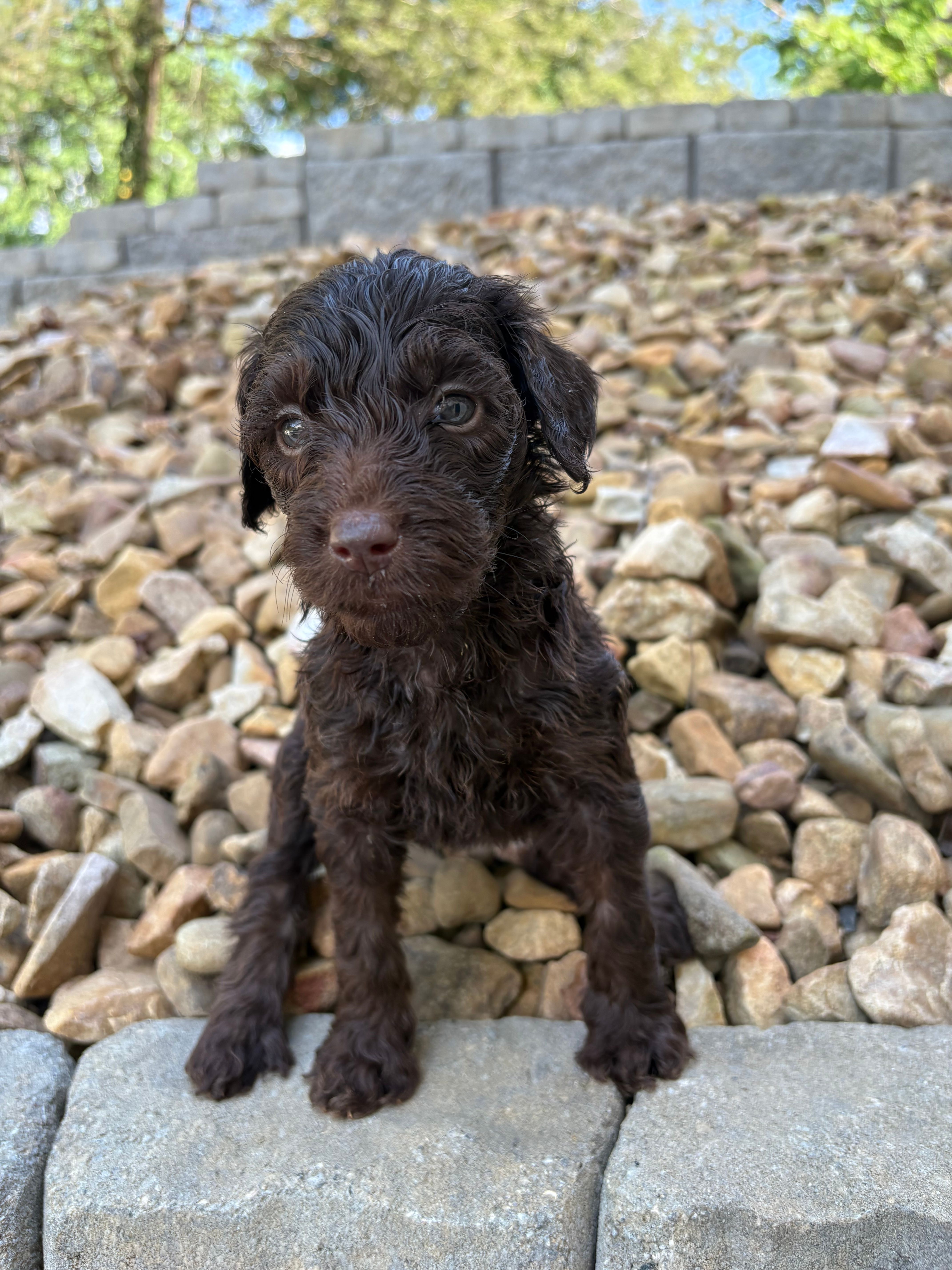 Daffy – Goldendoodle puppy for sale in Wilkesboro, NC