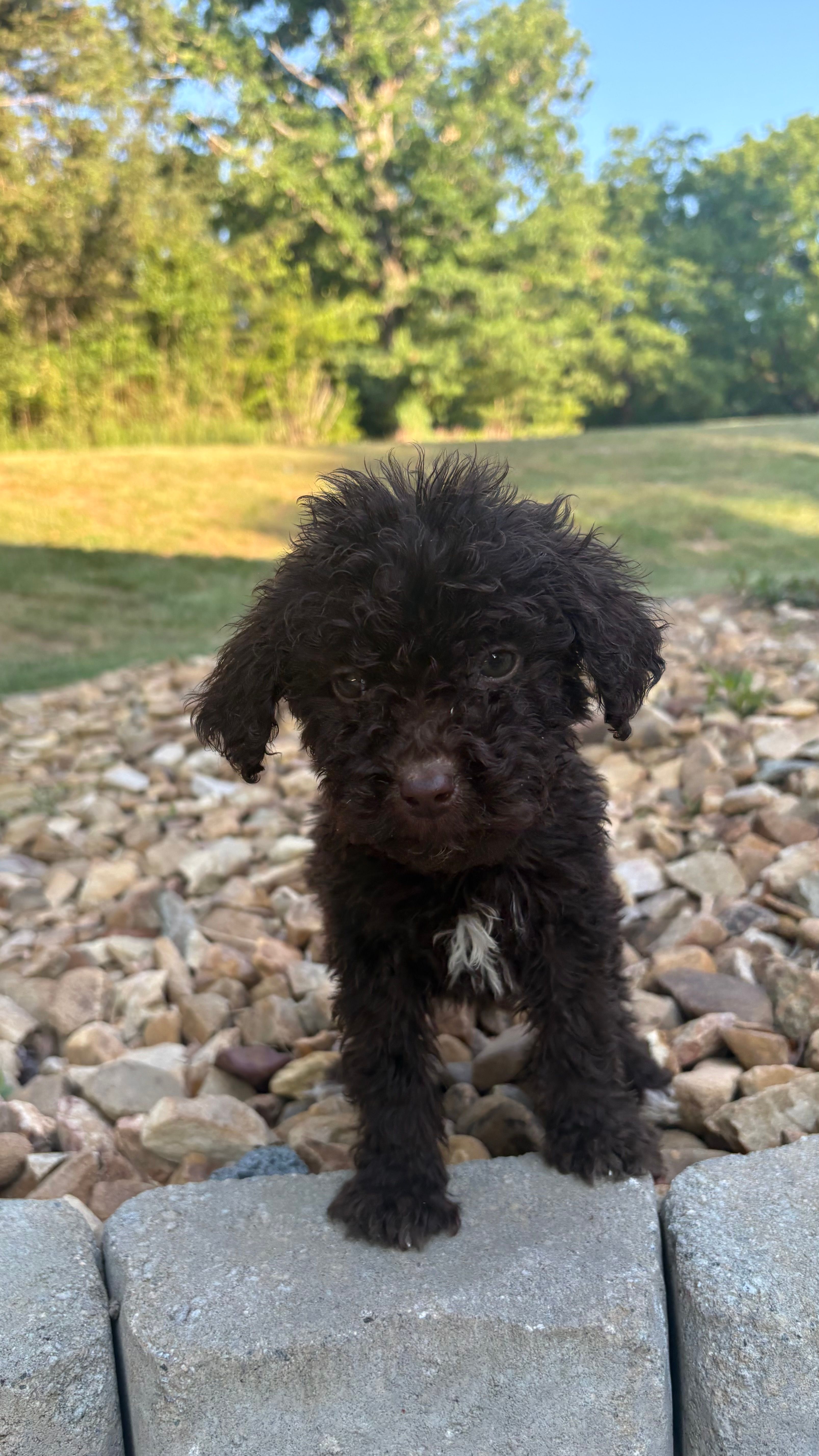 Juliet – Goldendoodle puppy for sale in Wilkesboro, NC