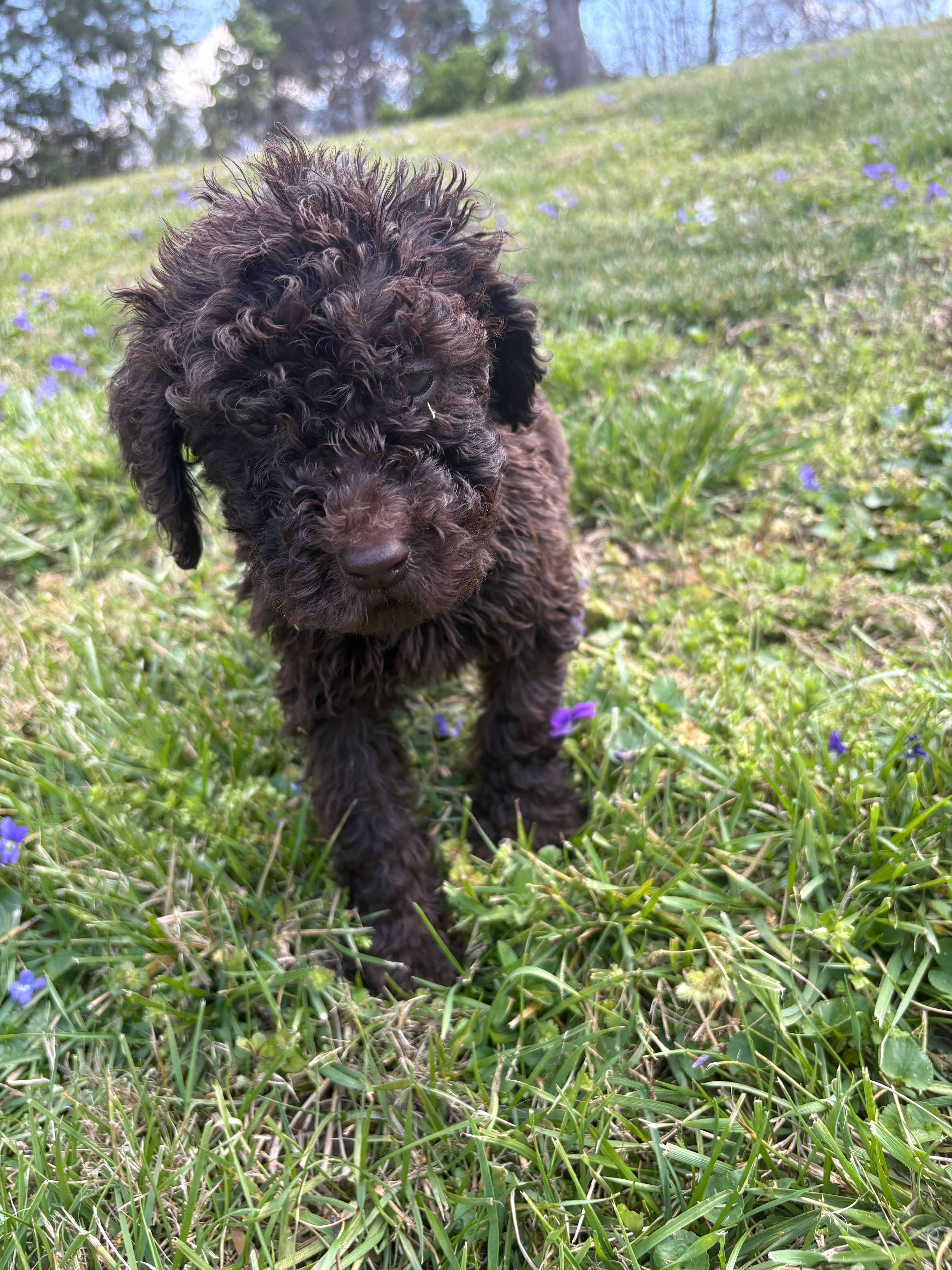 Hershey – Poodle - Standard  puppy for sale in Wilkesboro, NC