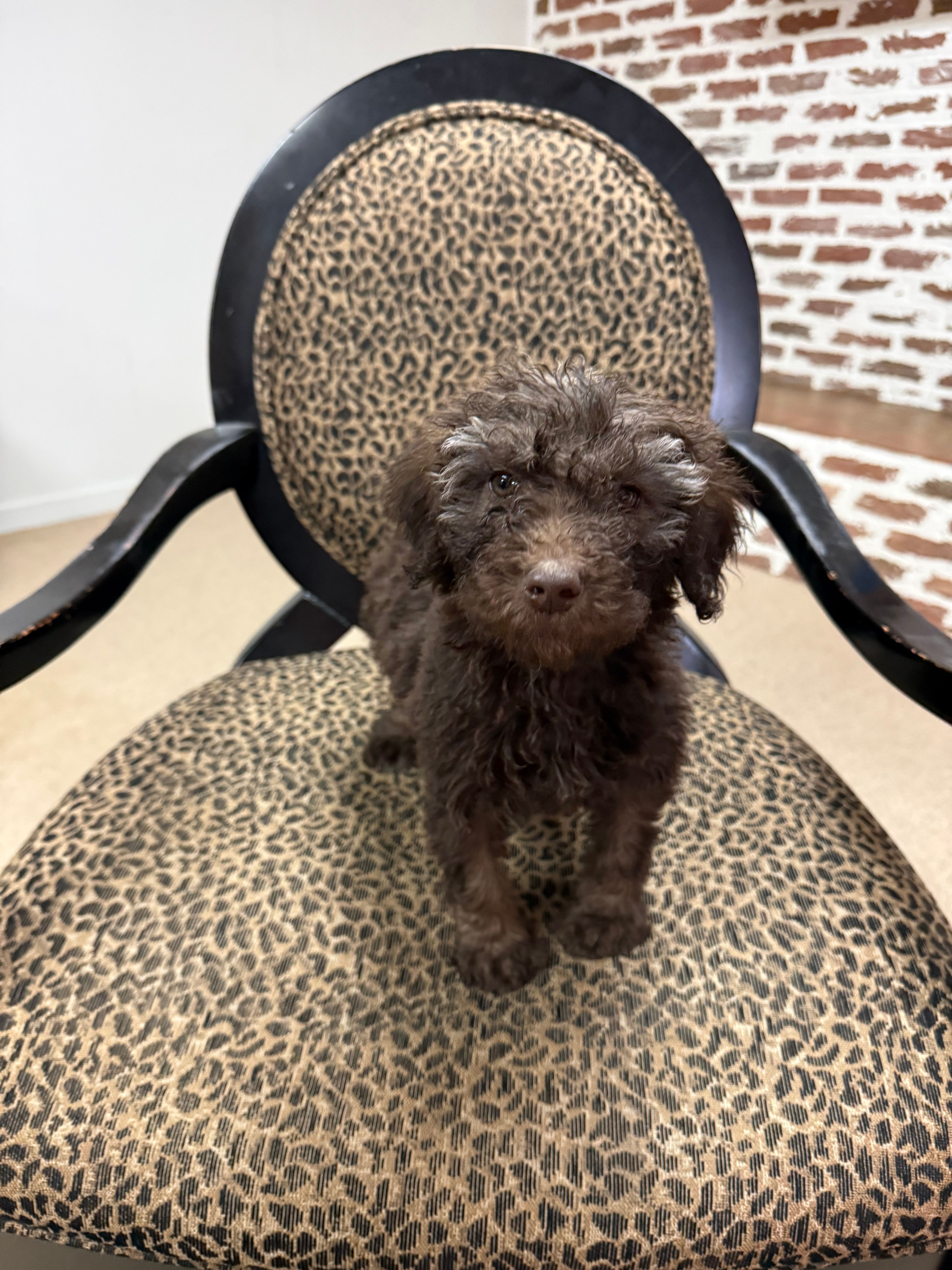 Bailey – Poodle - Standard  puppy for sale in Wilkesboro, NC