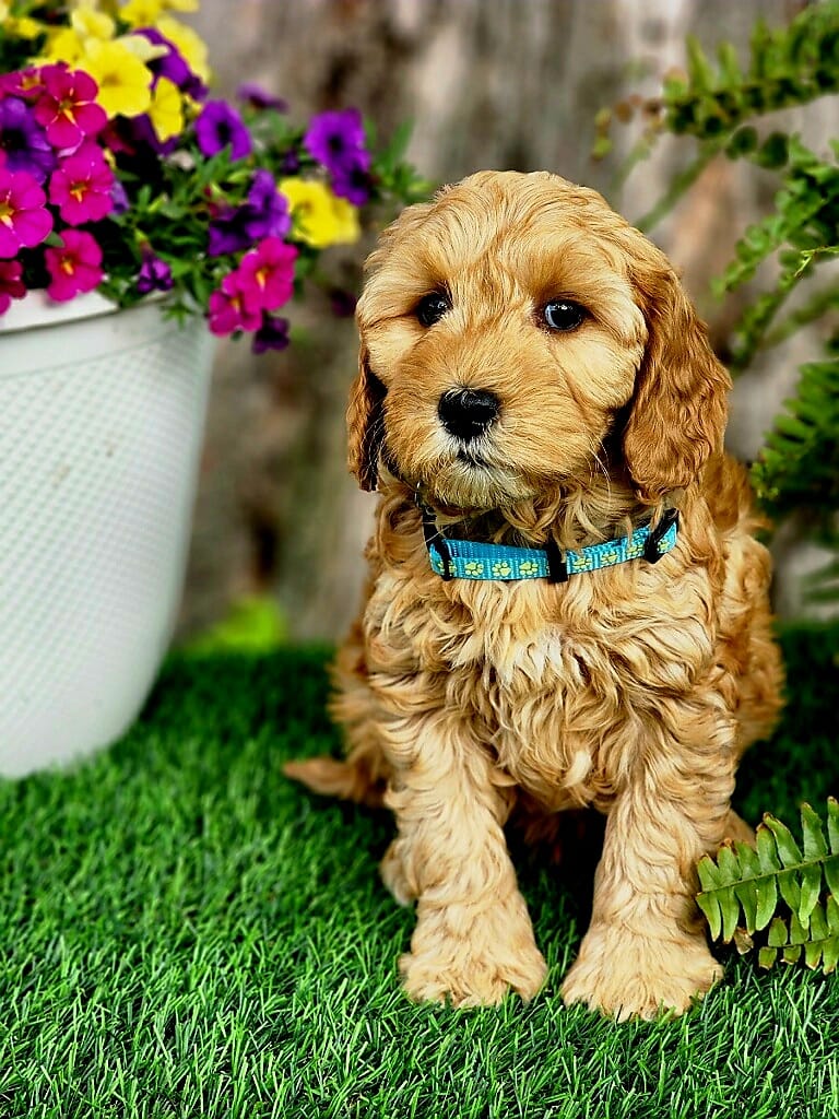 Bernie (miniature) – Goldendoodle puppy for sale in Indianapolis, IN