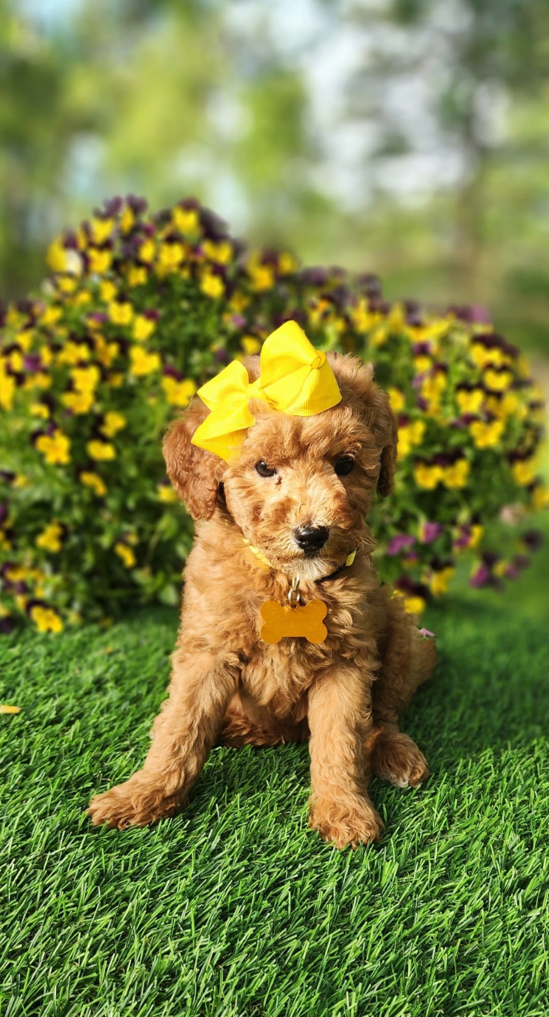 Penny – Miniature Goldendoodle puppy for sale in Indianapolis, IN