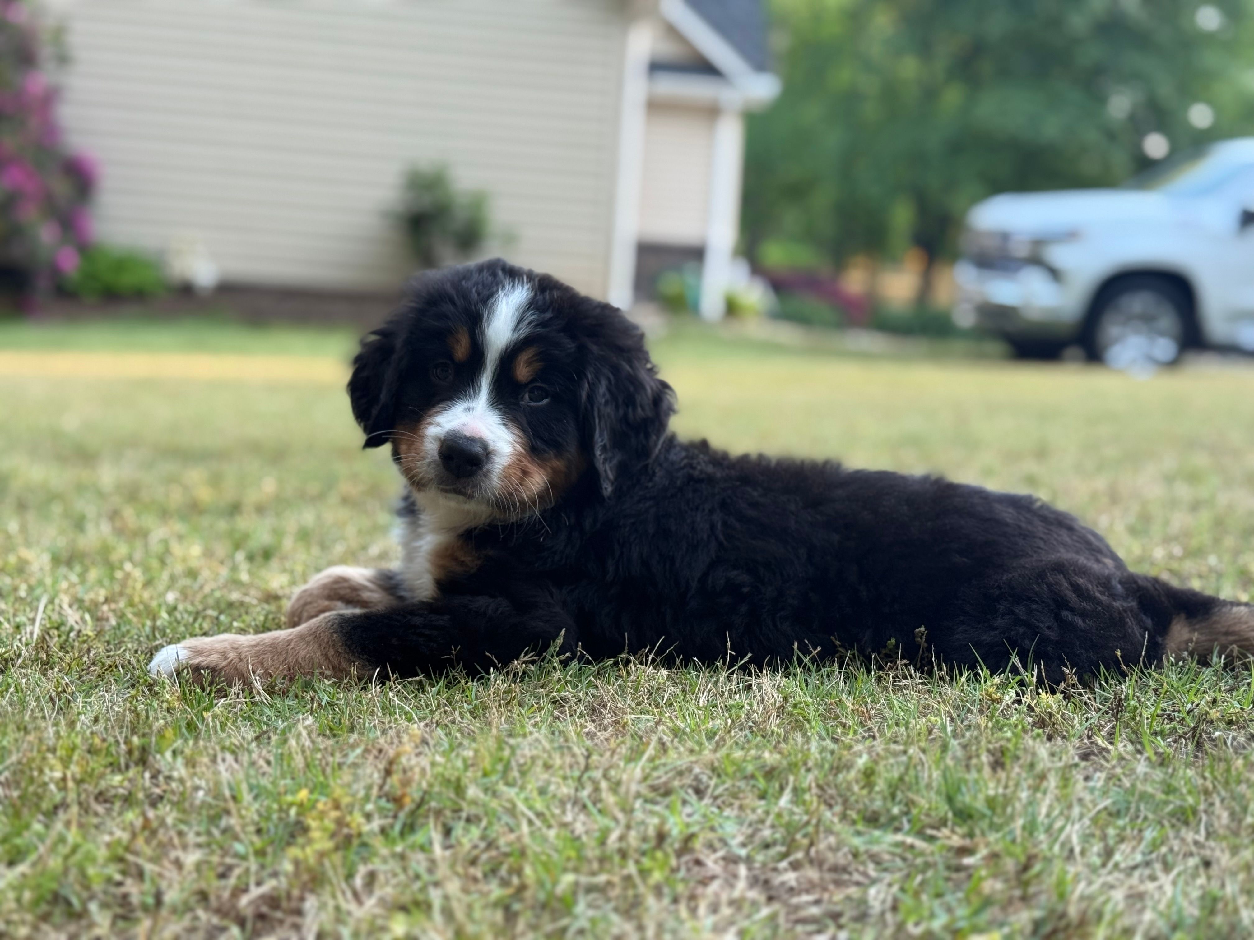 Goose “red boy” – Bernese Mountain Dog puppy for sale in Seneca, SC