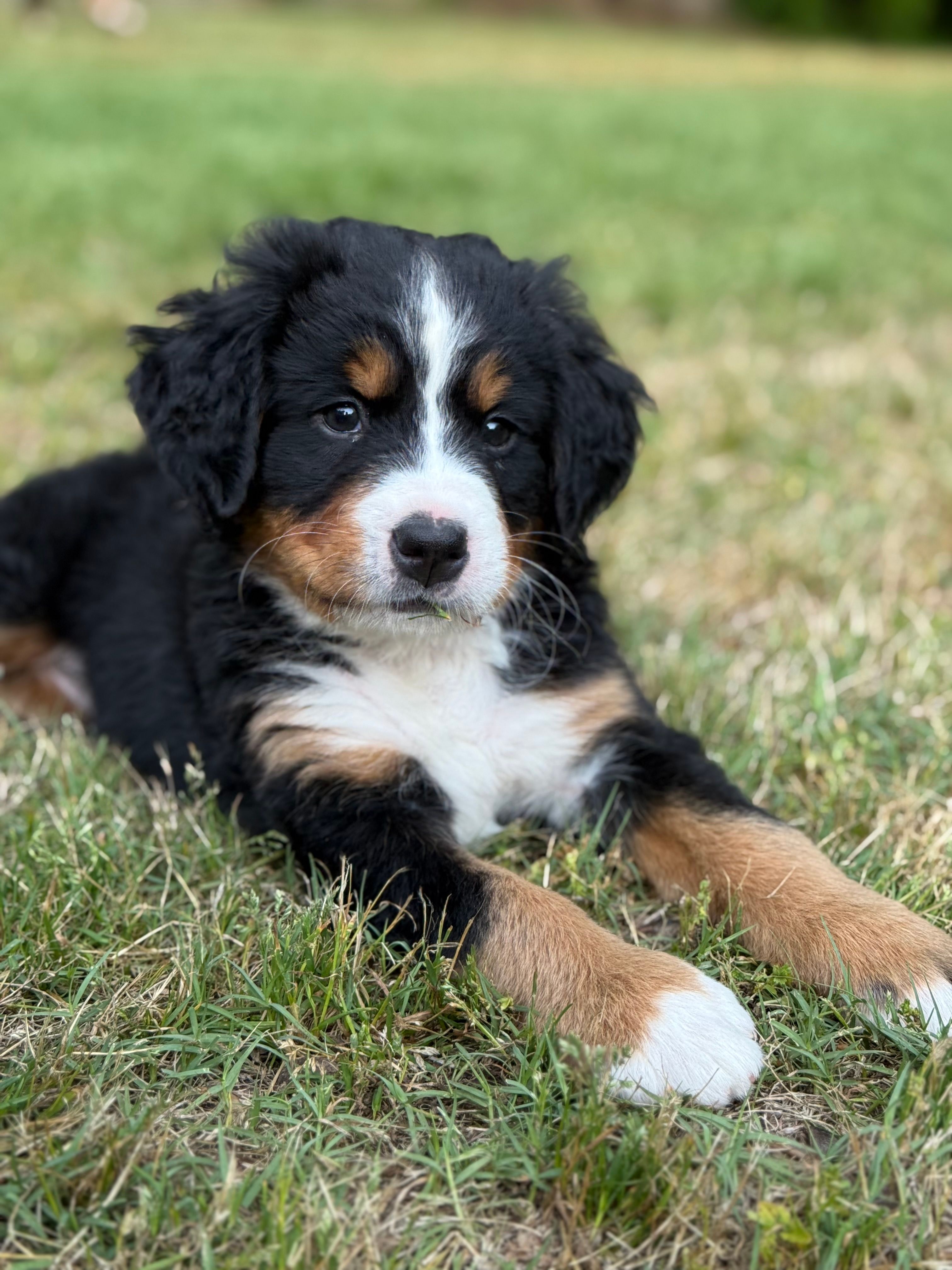 Light pink – Bernese Mountain Dog puppy for sale in Seneca, SC