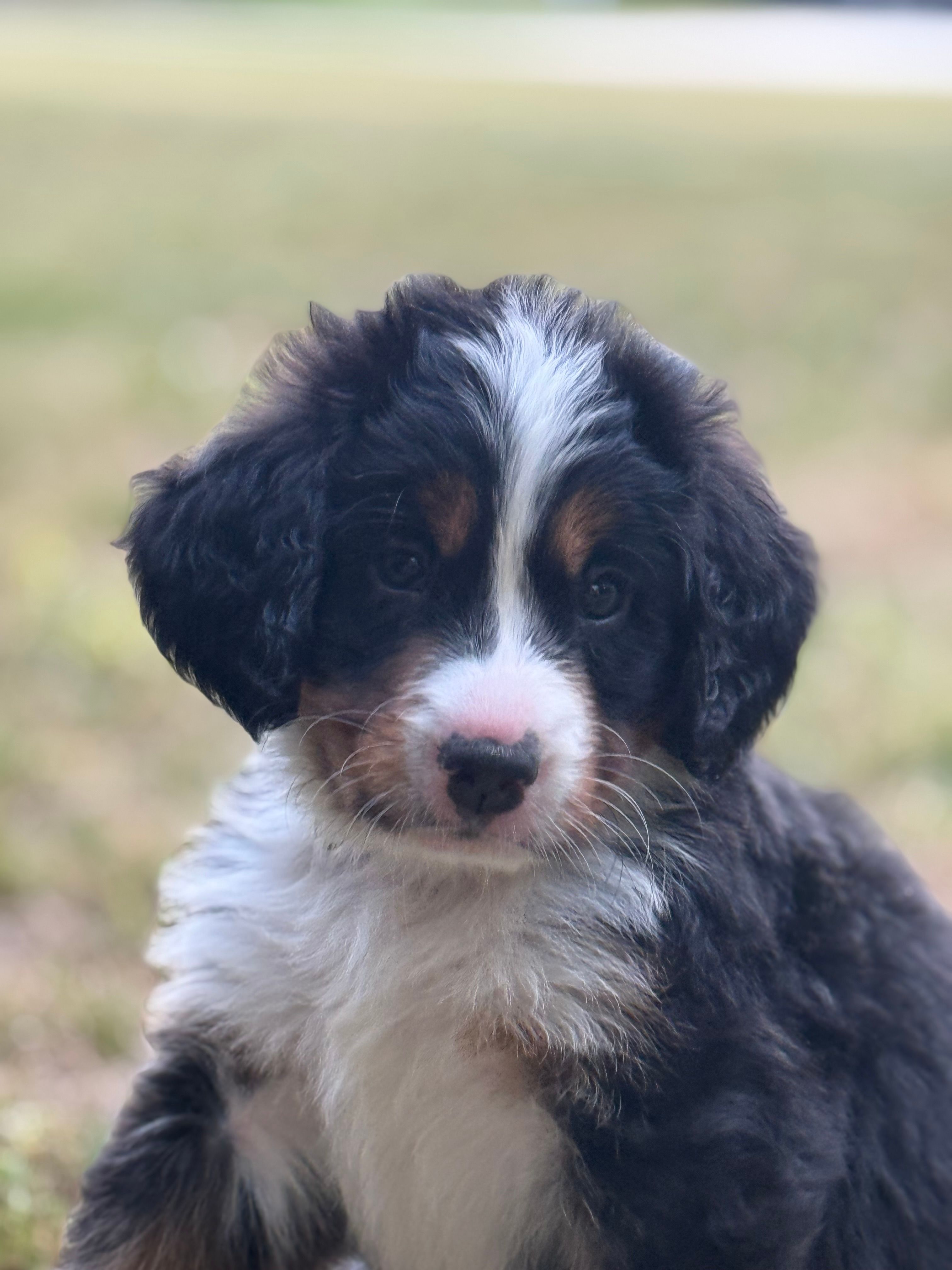Sofia – Bernese Mountain Dog puppy for sale in Seneca, SC