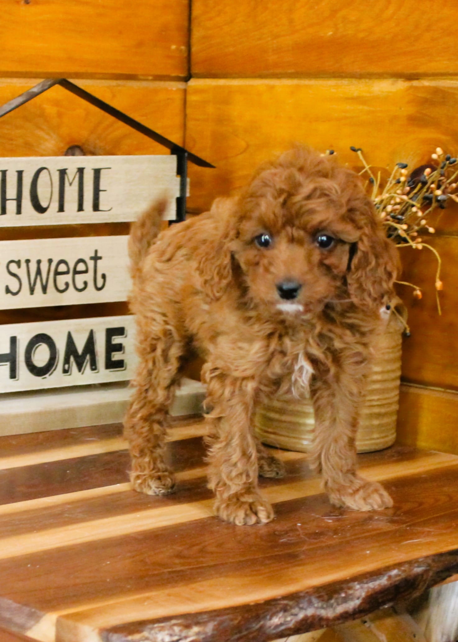 Darcy – Miniature Goldendoodle puppy for sale in Tyrone, PA
