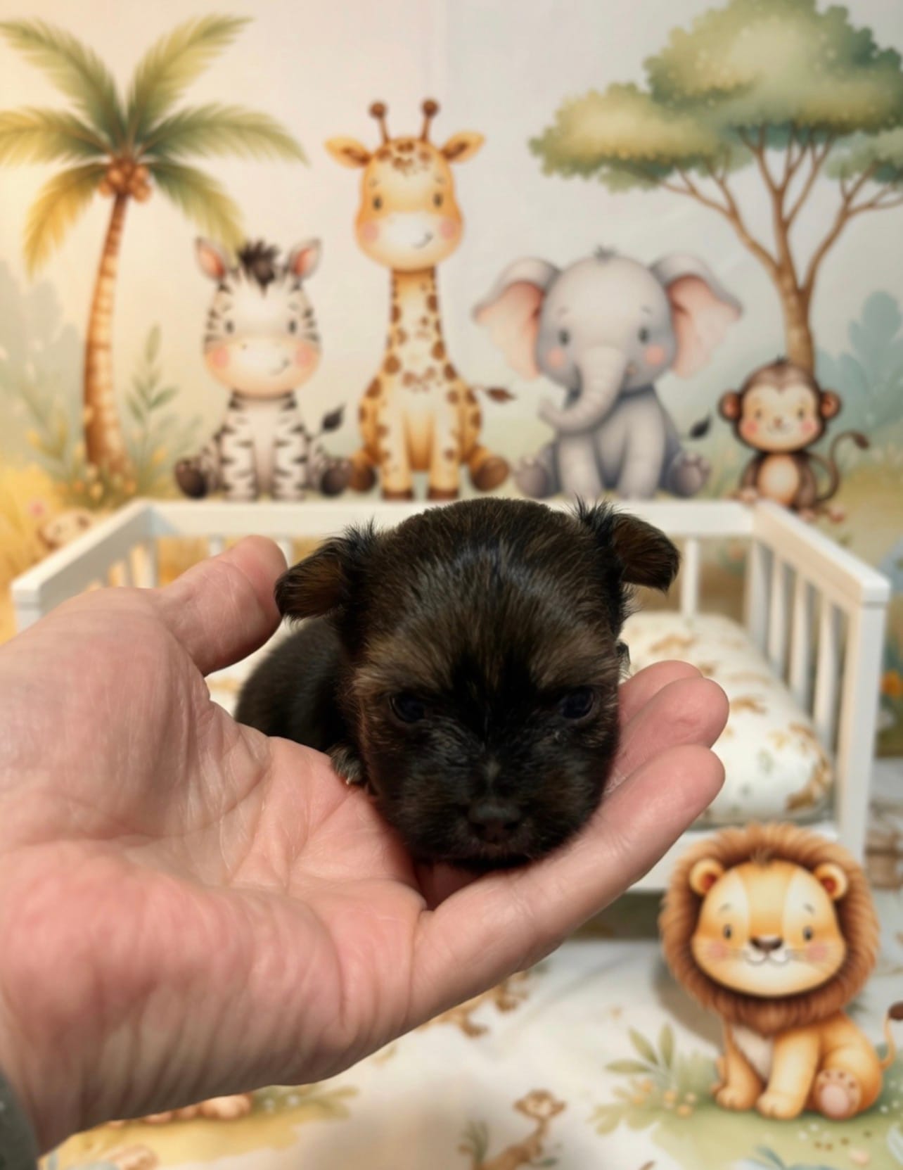 TiKi – Yorkshire Terrier, Poodle - Toy  puppy for sale in Virginia Beach, VA