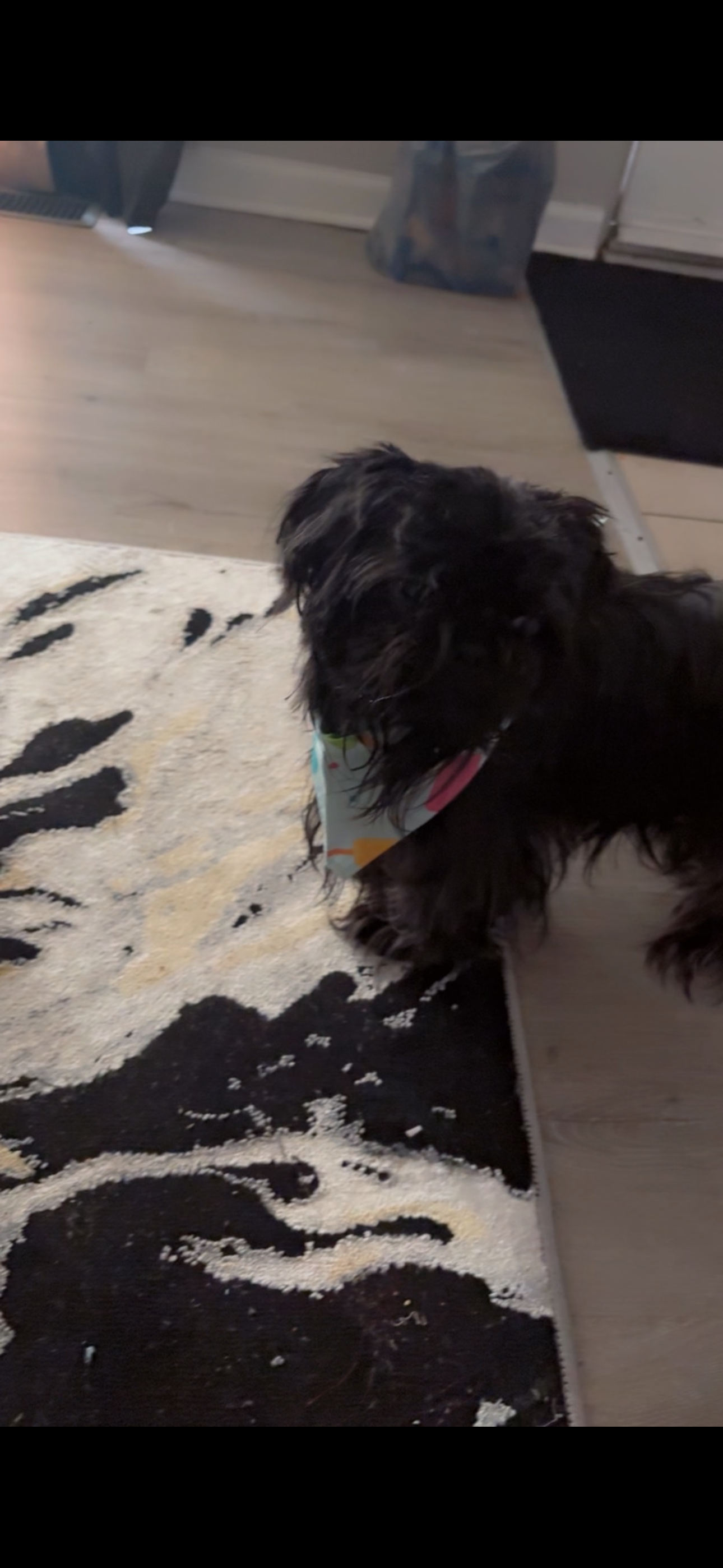 Princess  – Shih Tzu puppy for sale in Calumet City, IL