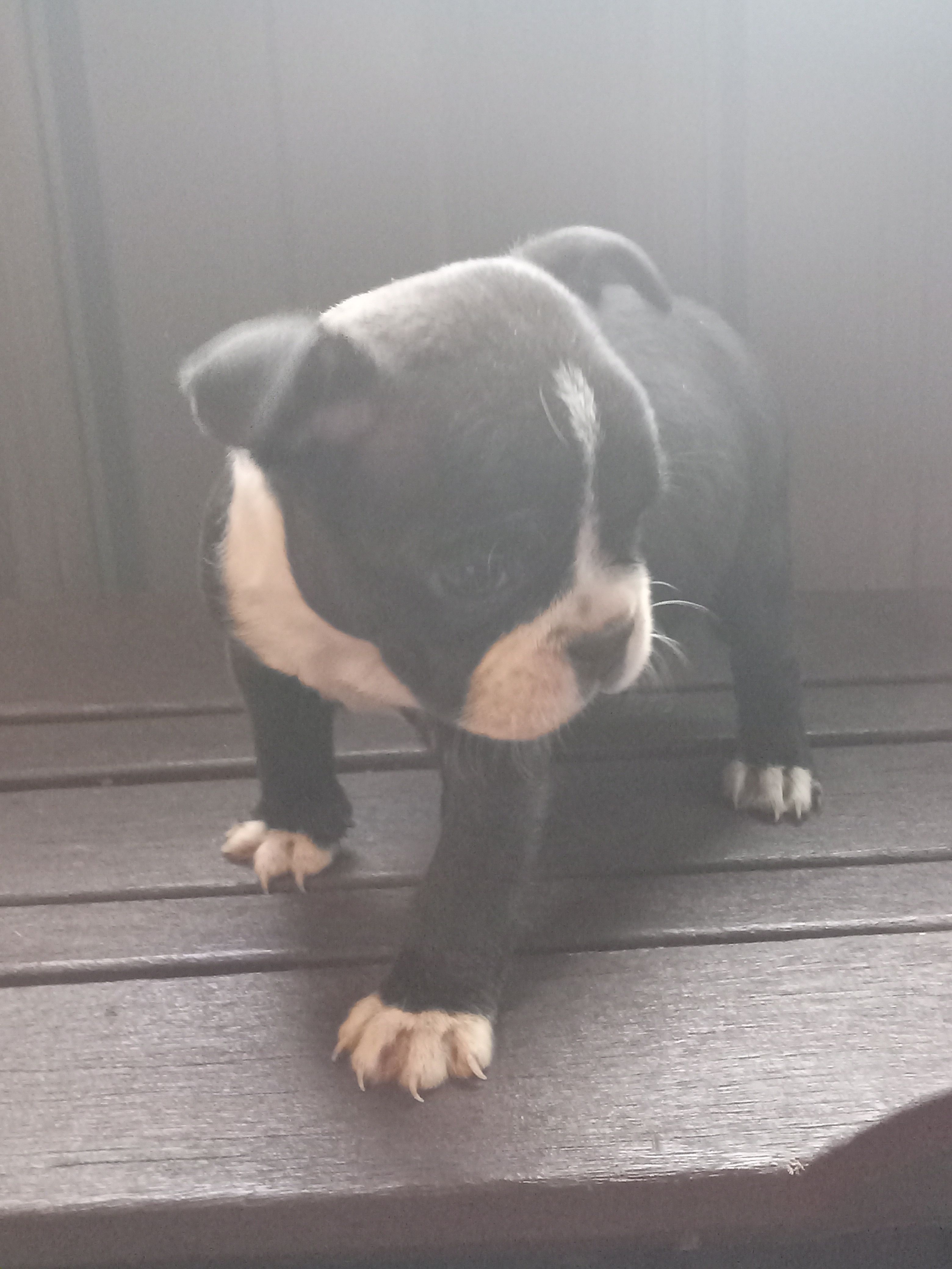 g-3 – Boston Terrier puppy for sale in Trempealeau, WI