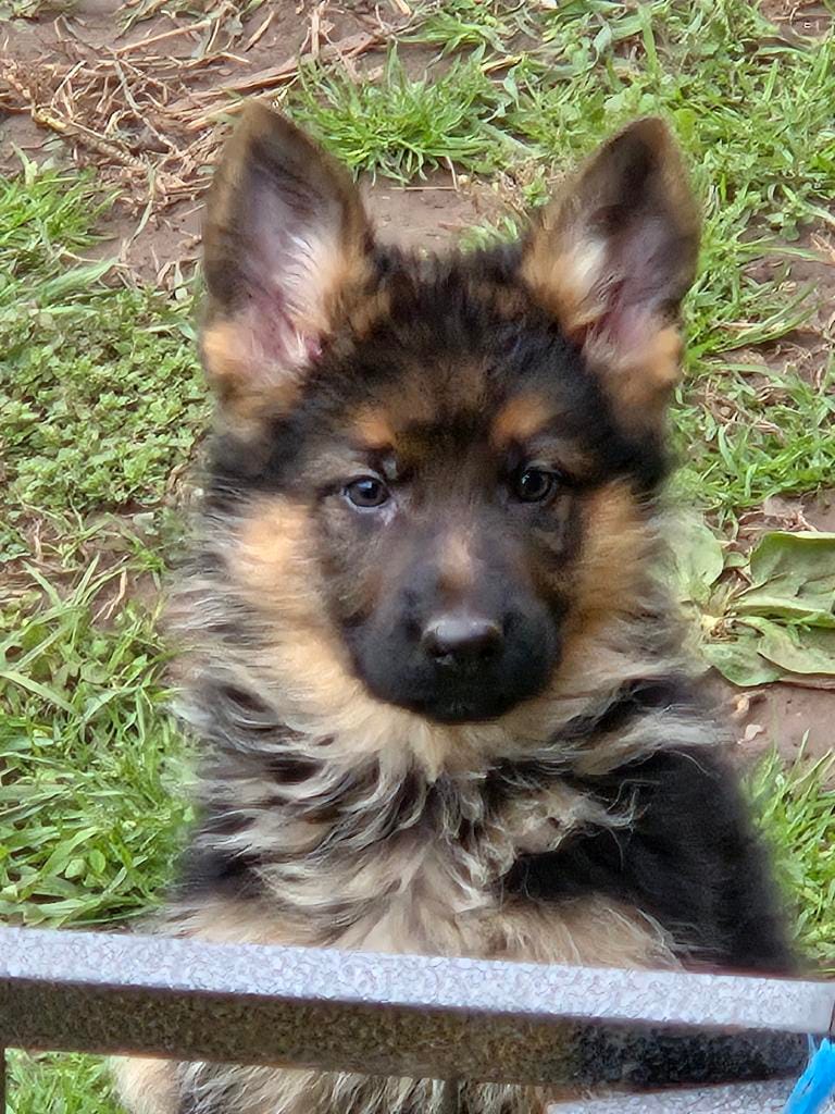 Lilly – German Shepherd Dog puppy for sale in Clyde, NY